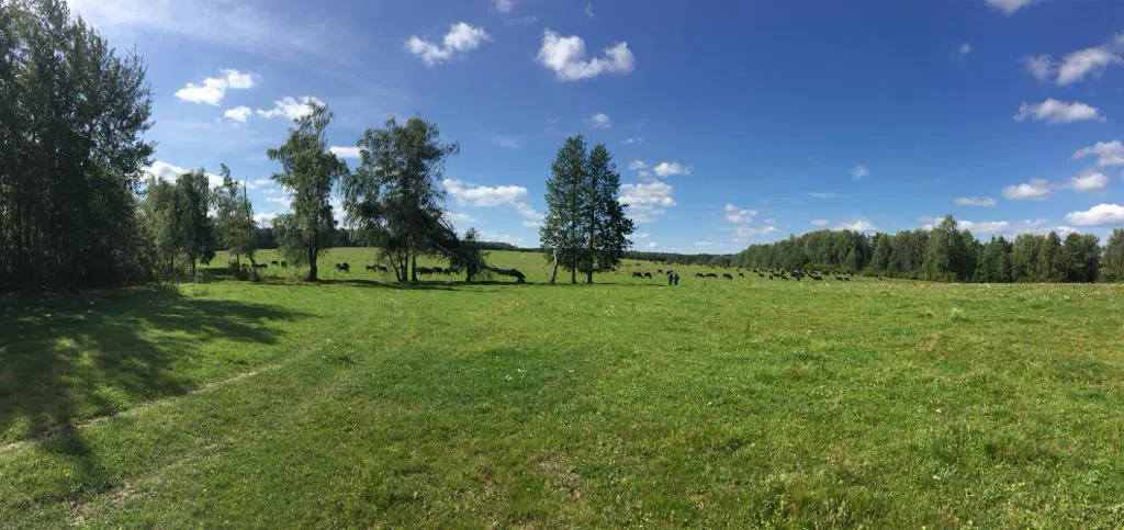 Ферма в поле с прудом, фото 1