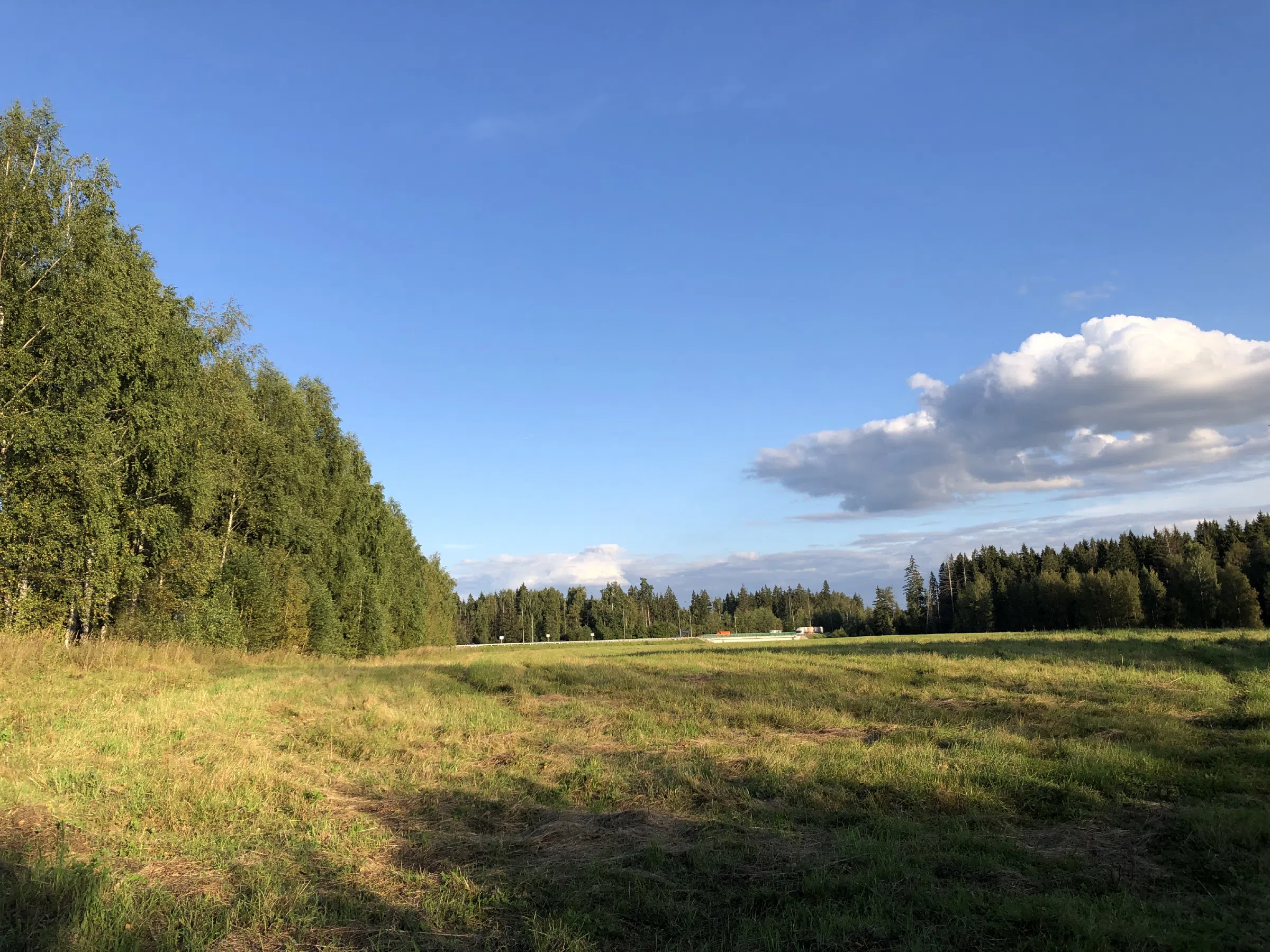Поле у лесной опушки, фото 12
