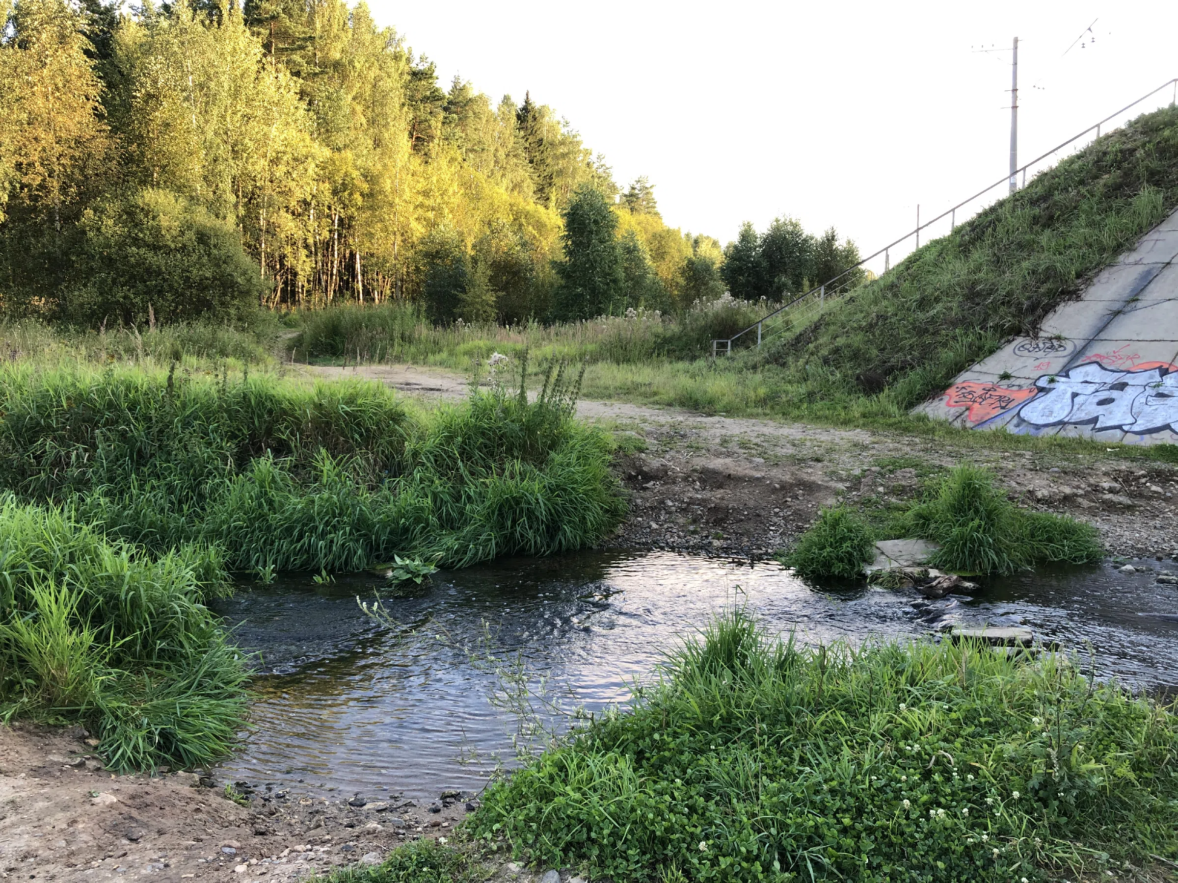 Поле у лесной опушки, фото 24