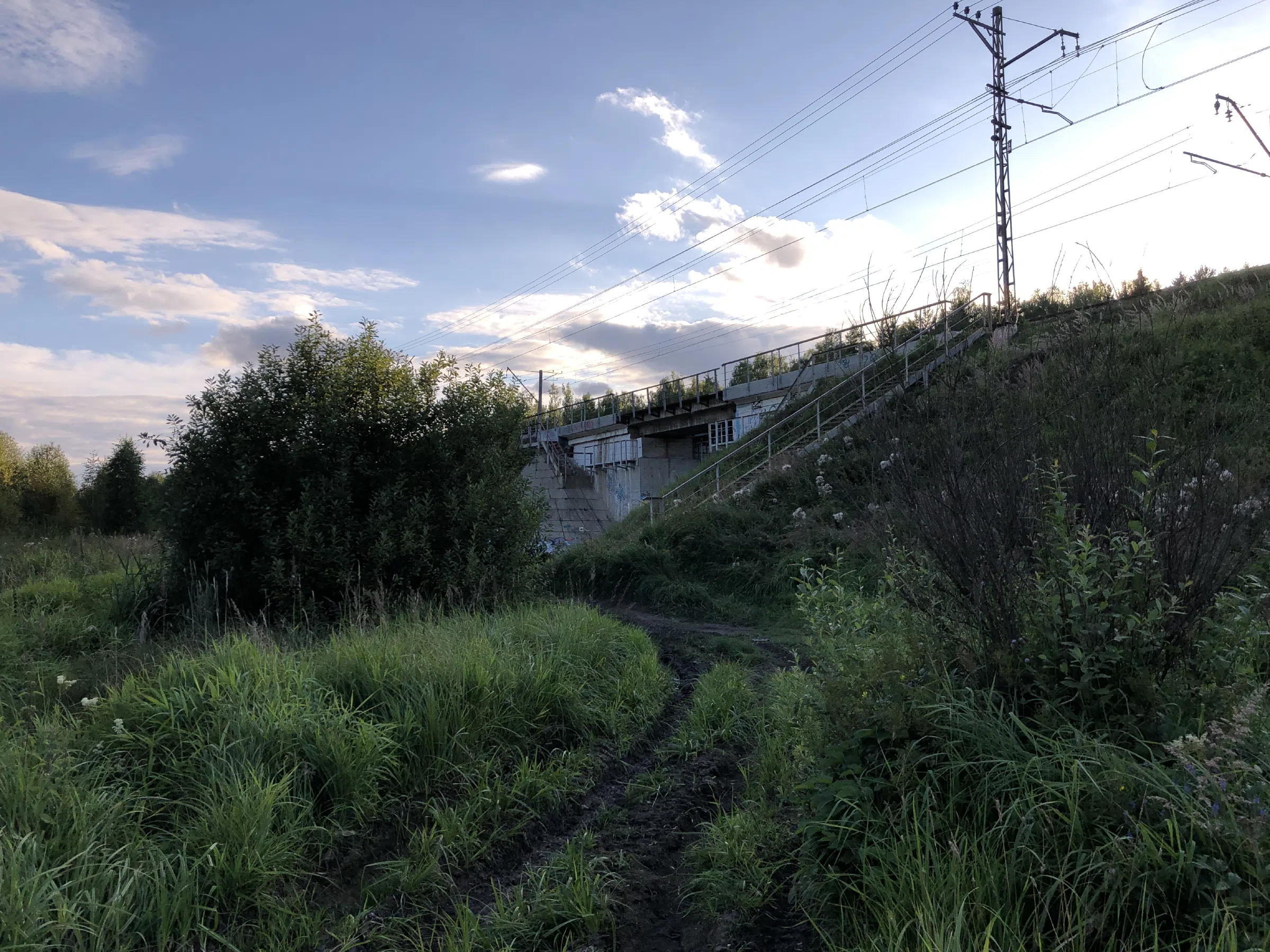 Поле у лесной опушки, фото 19