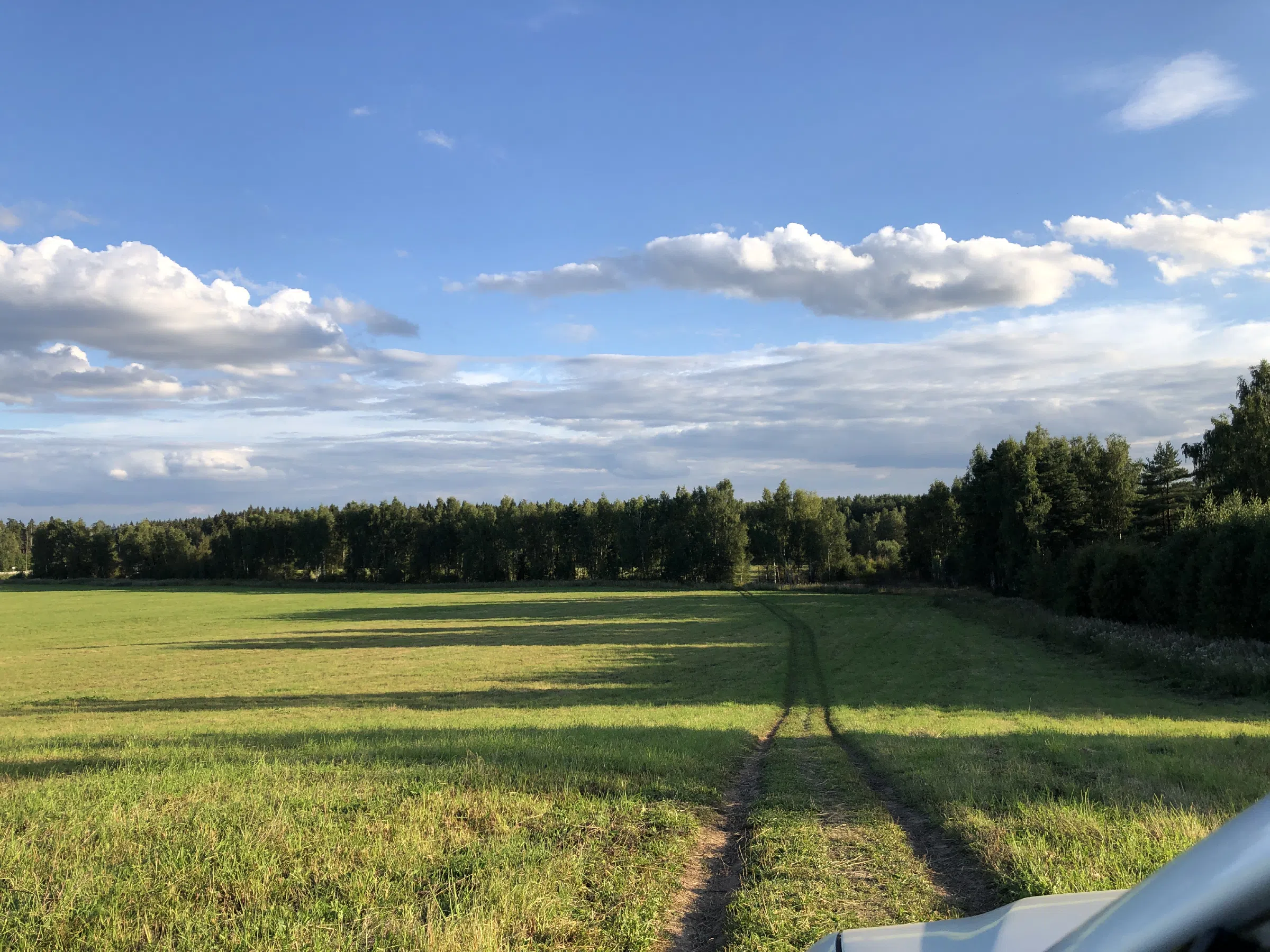 Поле у лесной опушки, фото 4