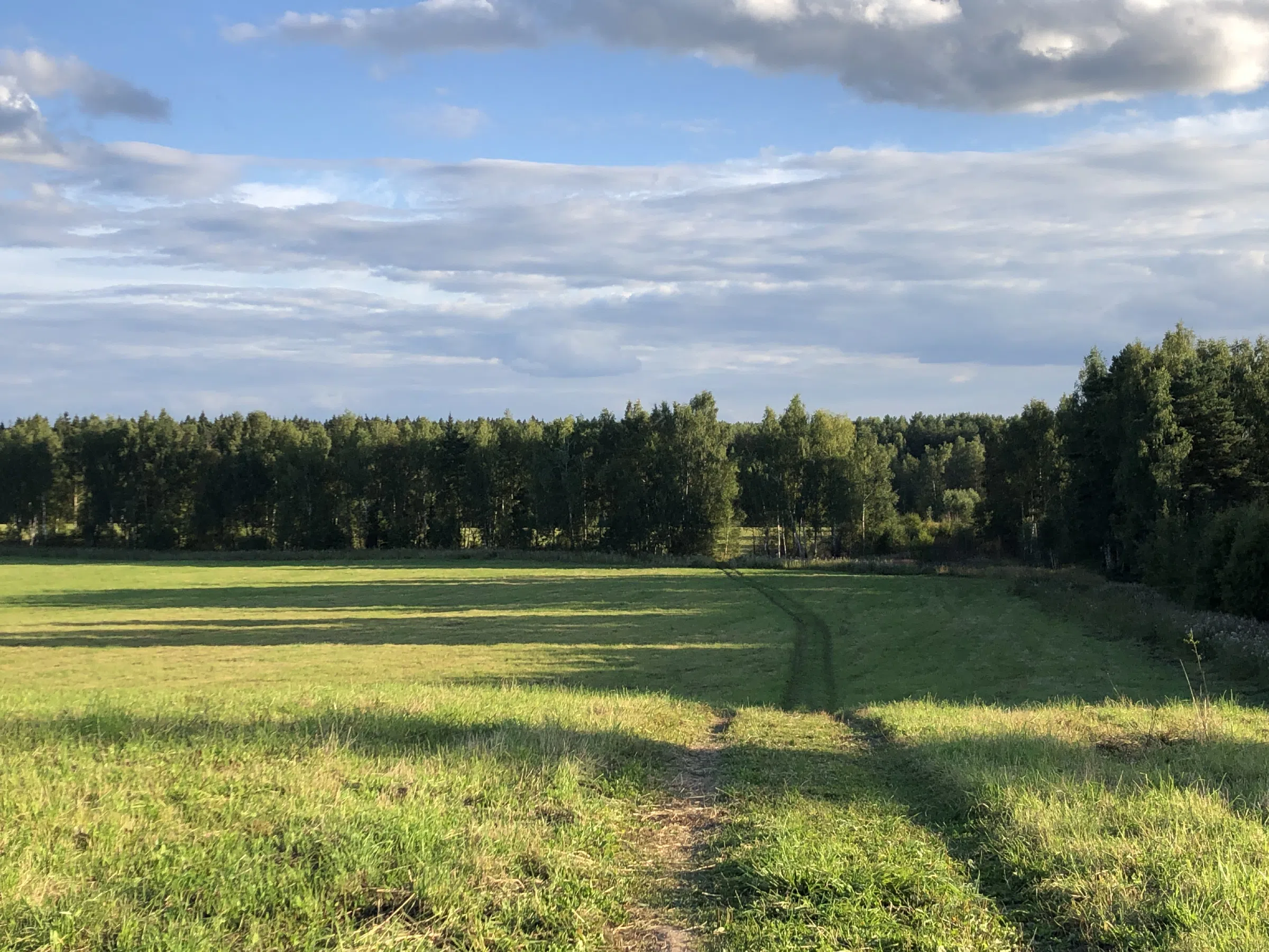 Поле у лесной опушки, фото 3