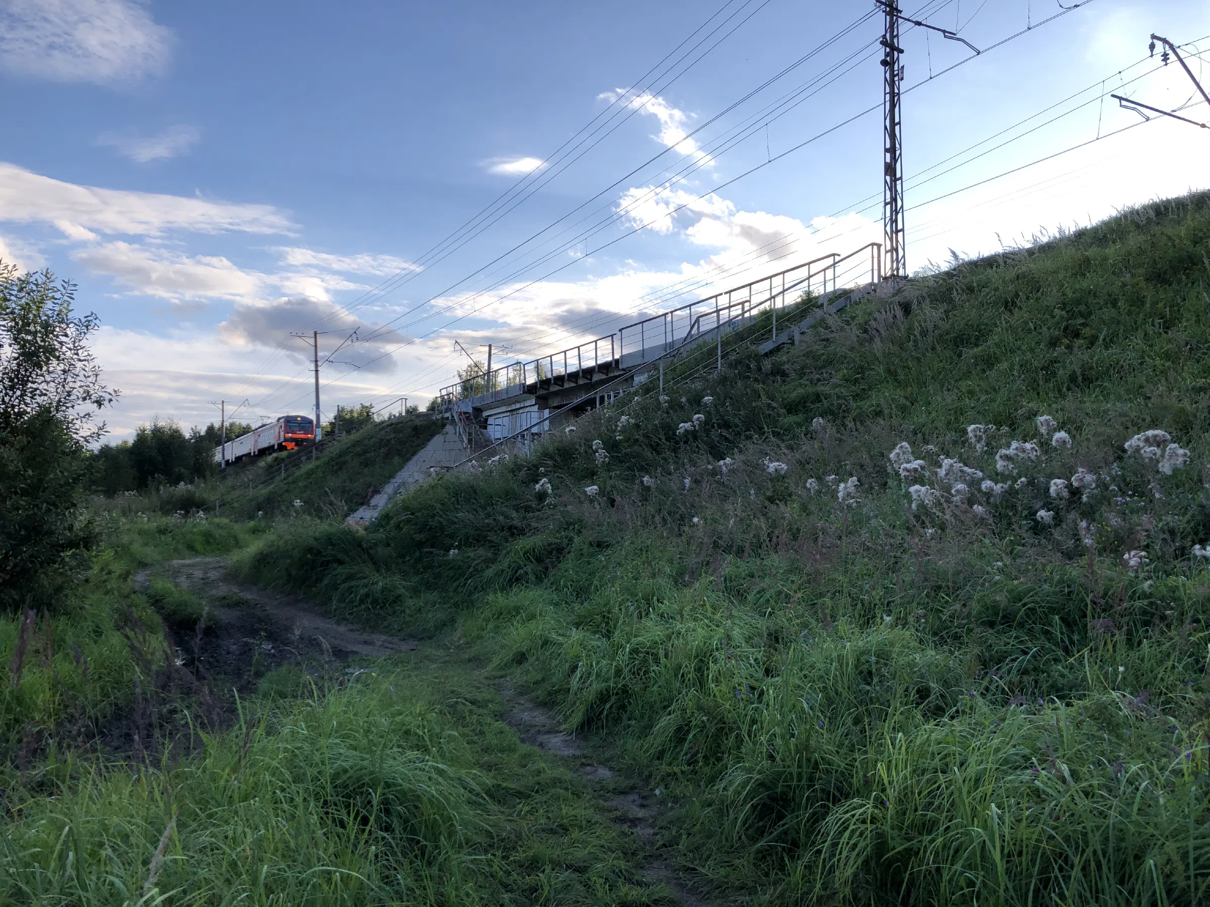 Поле у лесной опушки, фото 20
