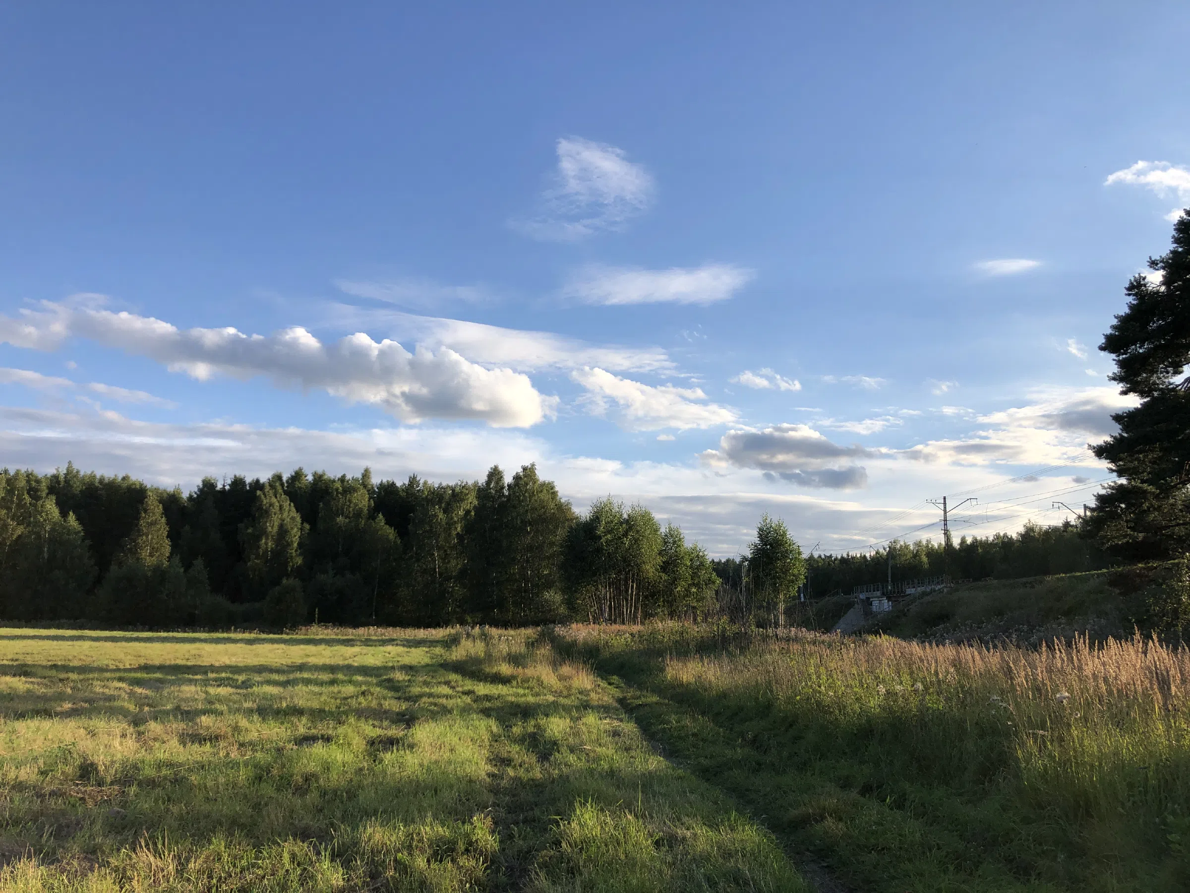 Поле у лесной опушки, фото 15