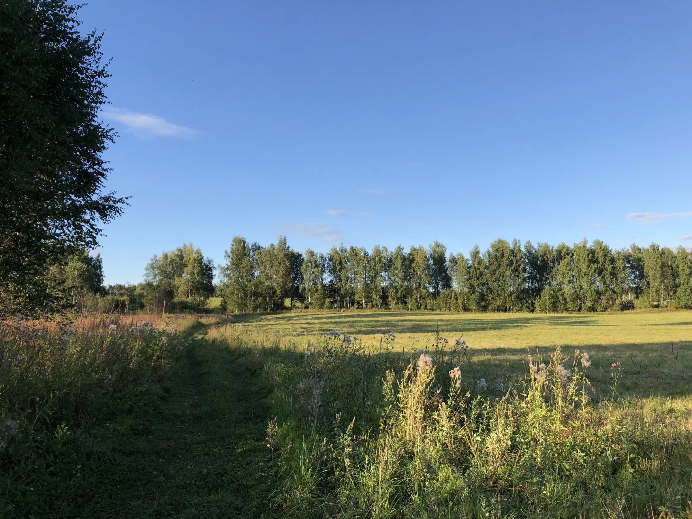 Поле у лесной опушки, фото 16