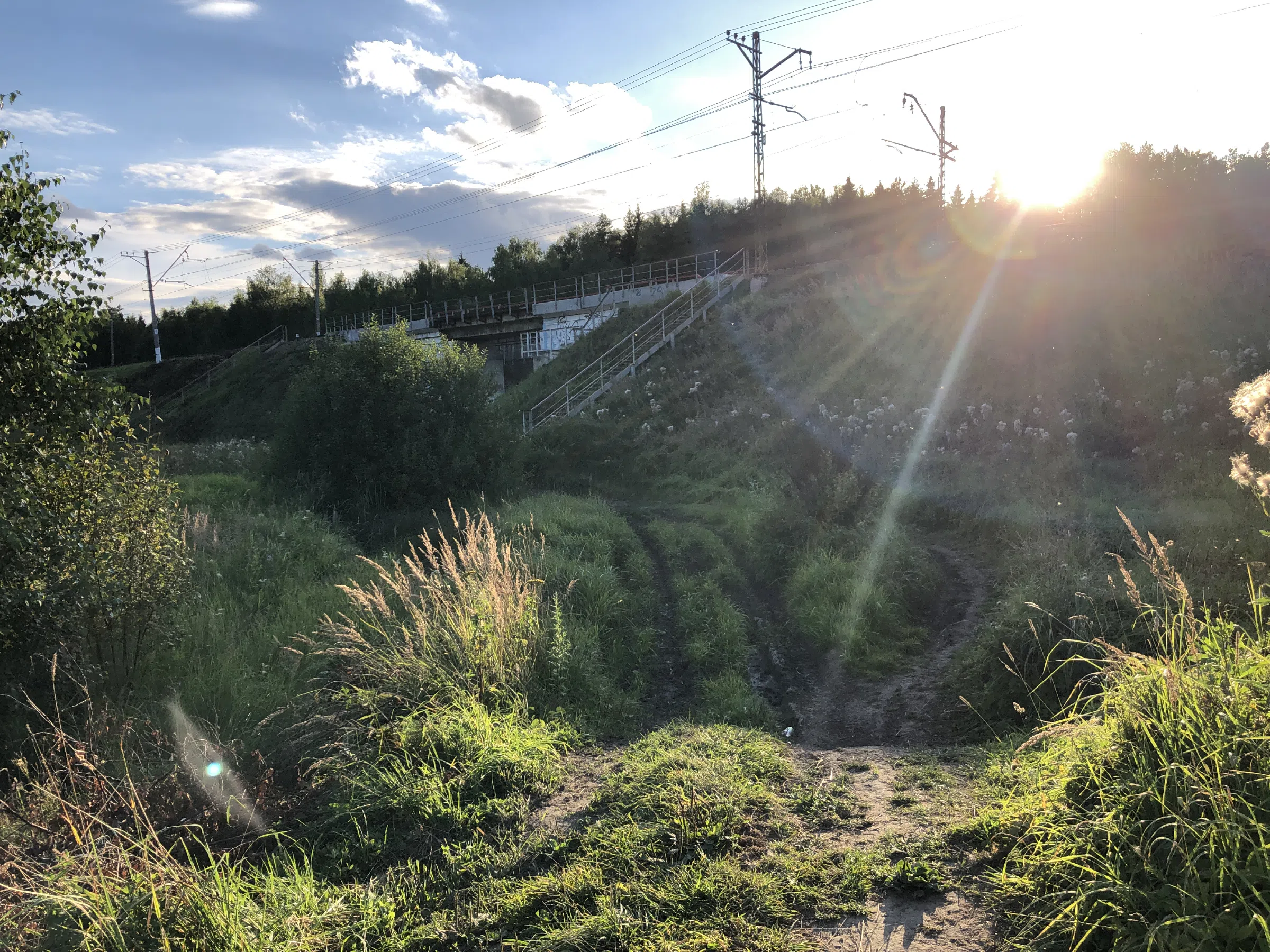 Поле у лесной опушки, фото 17