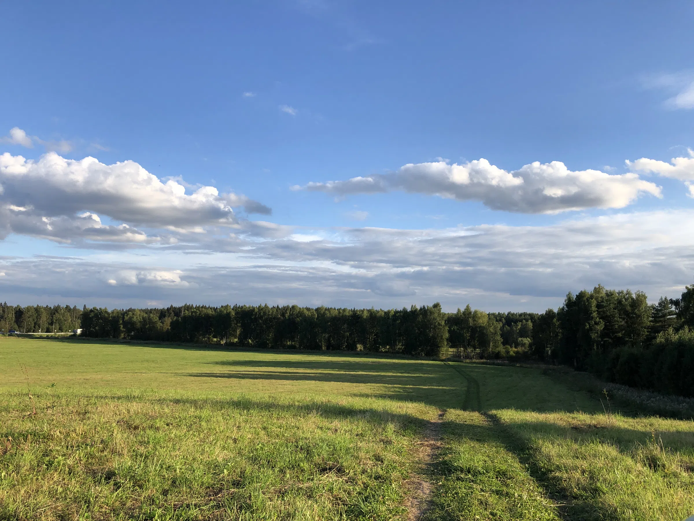 Поле у лесной опушки, фото 1
