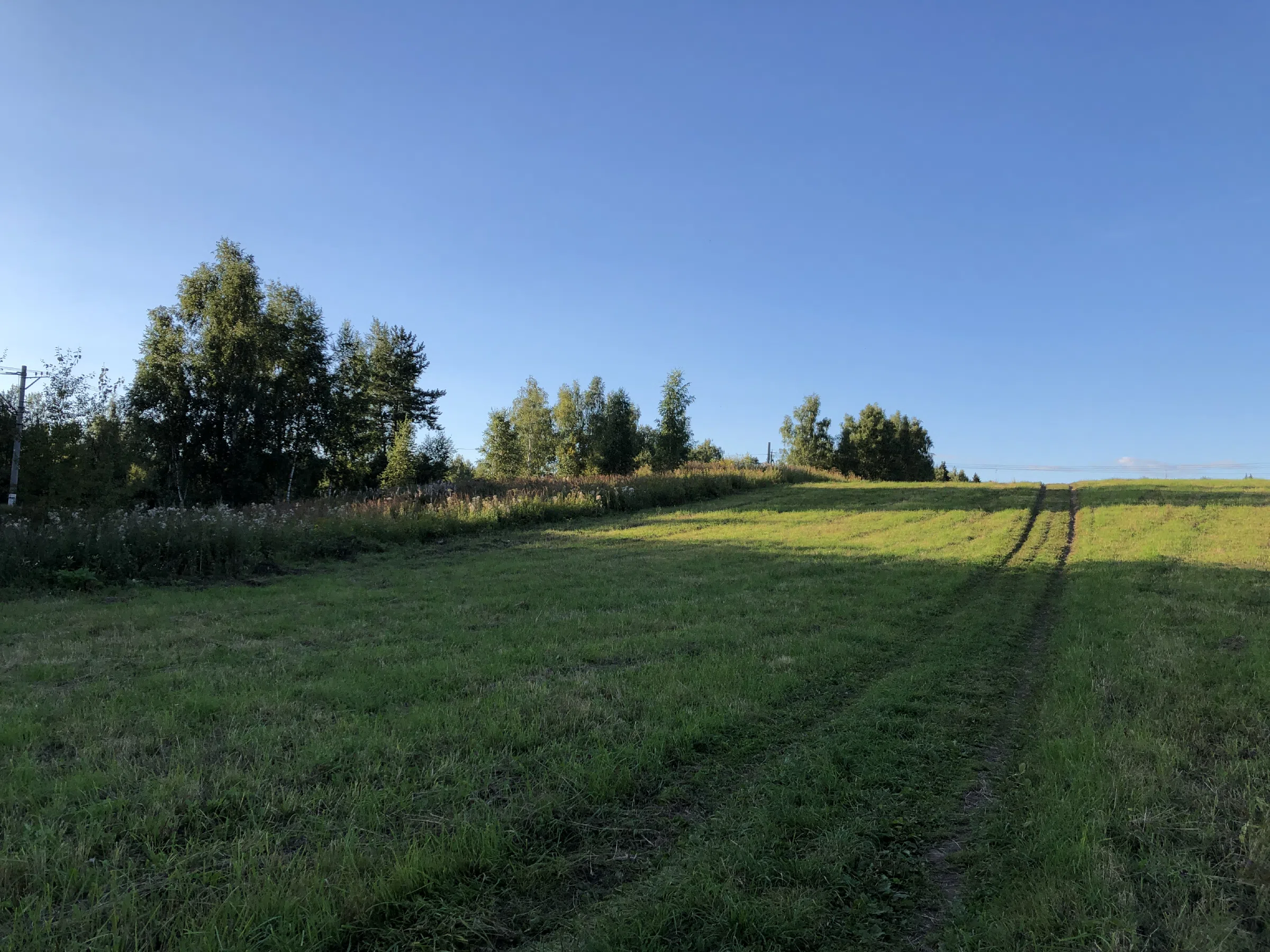 Поле у лесной опушки, фото 6
