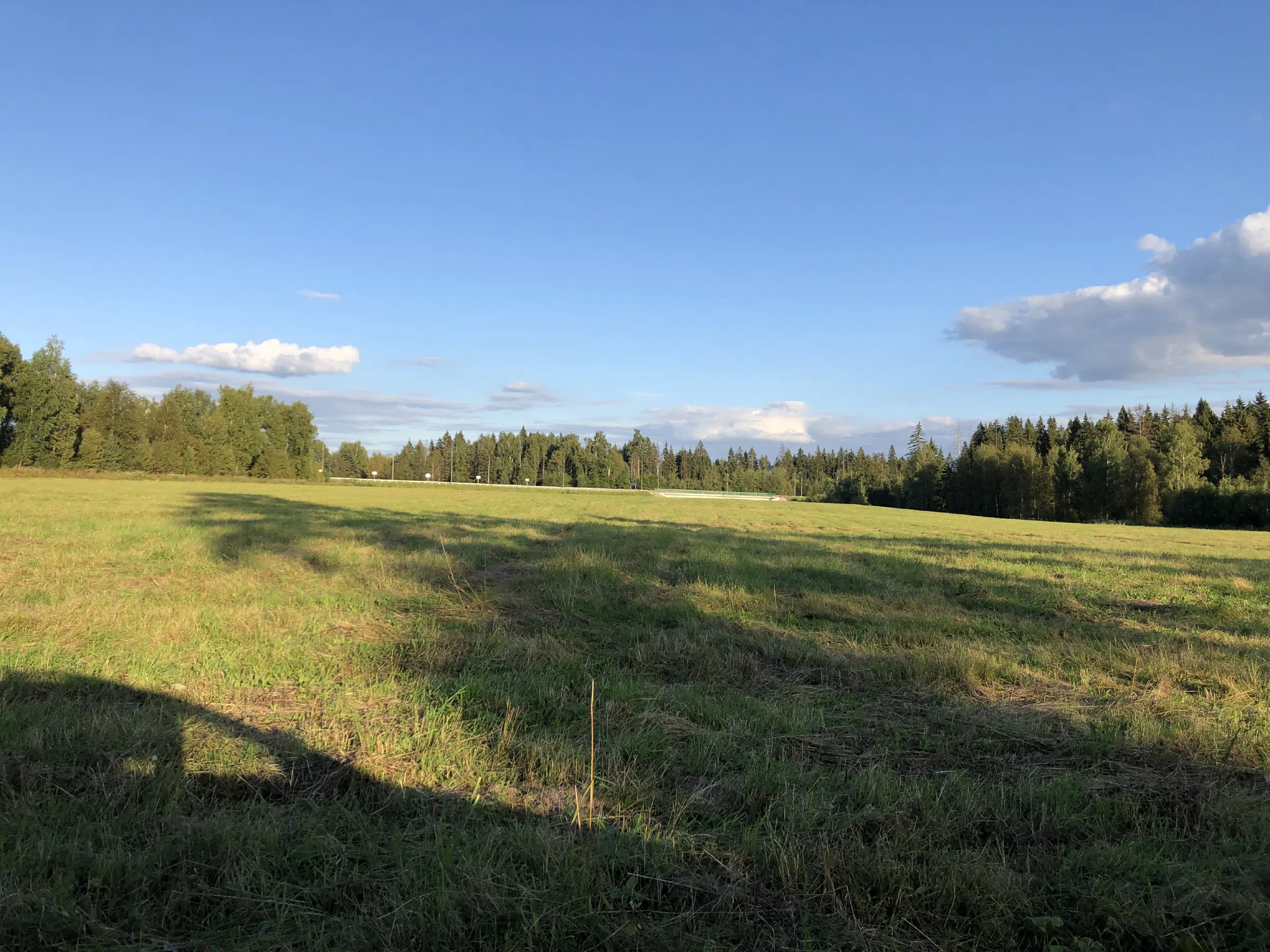 Поле у лесной опушки, фото 14