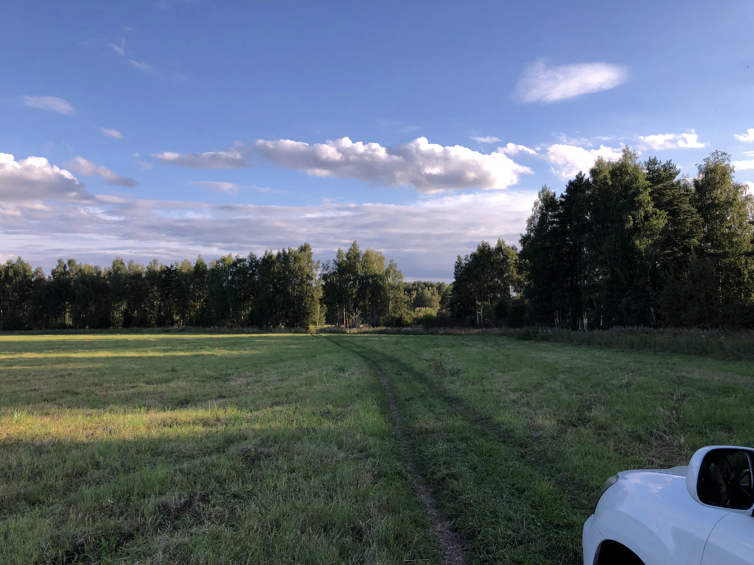 Поле у лесной опушки, фото 9