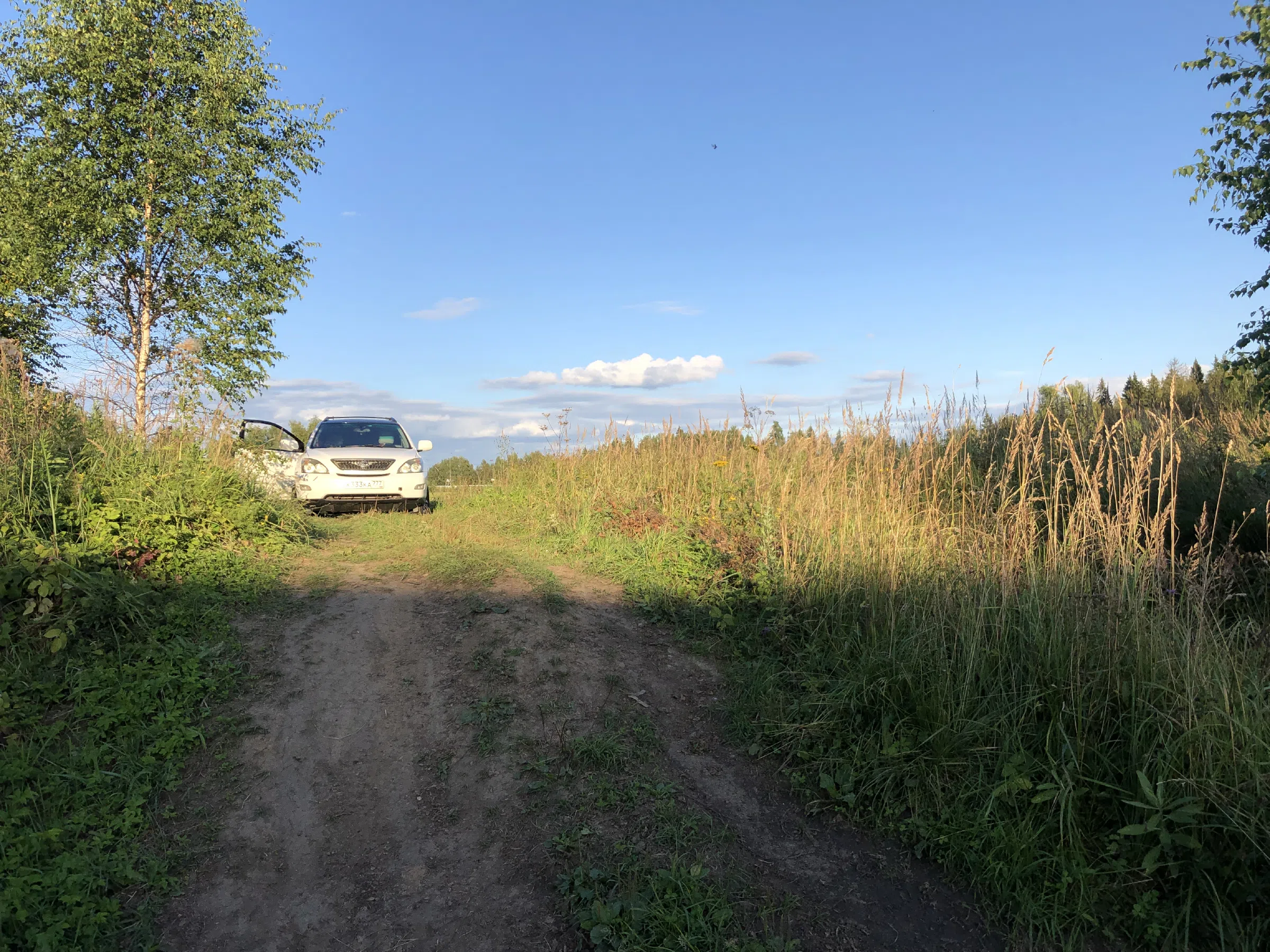 Поле у лесной опушки, фото 18