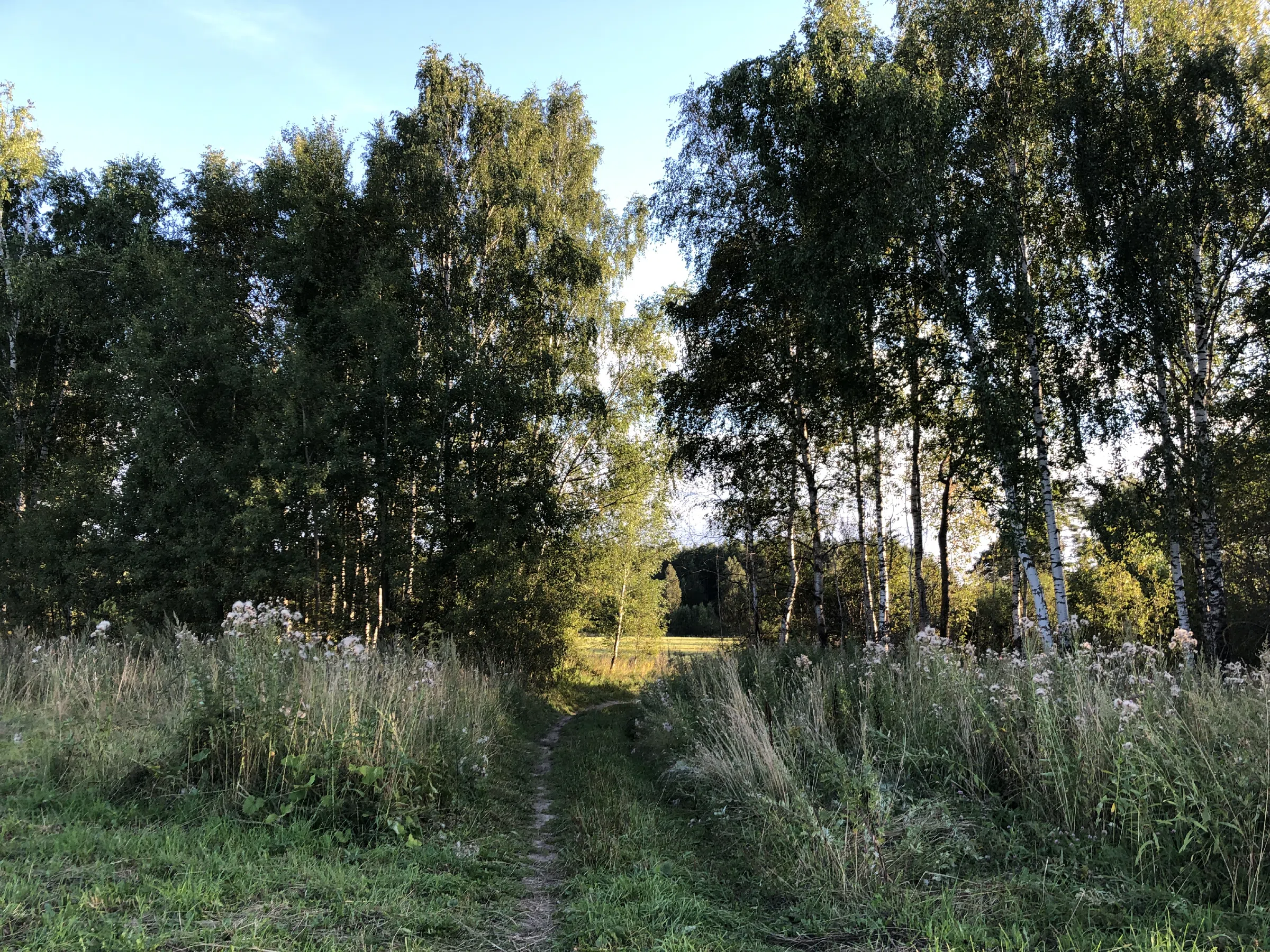 Поле у лесной опушки, фото 10