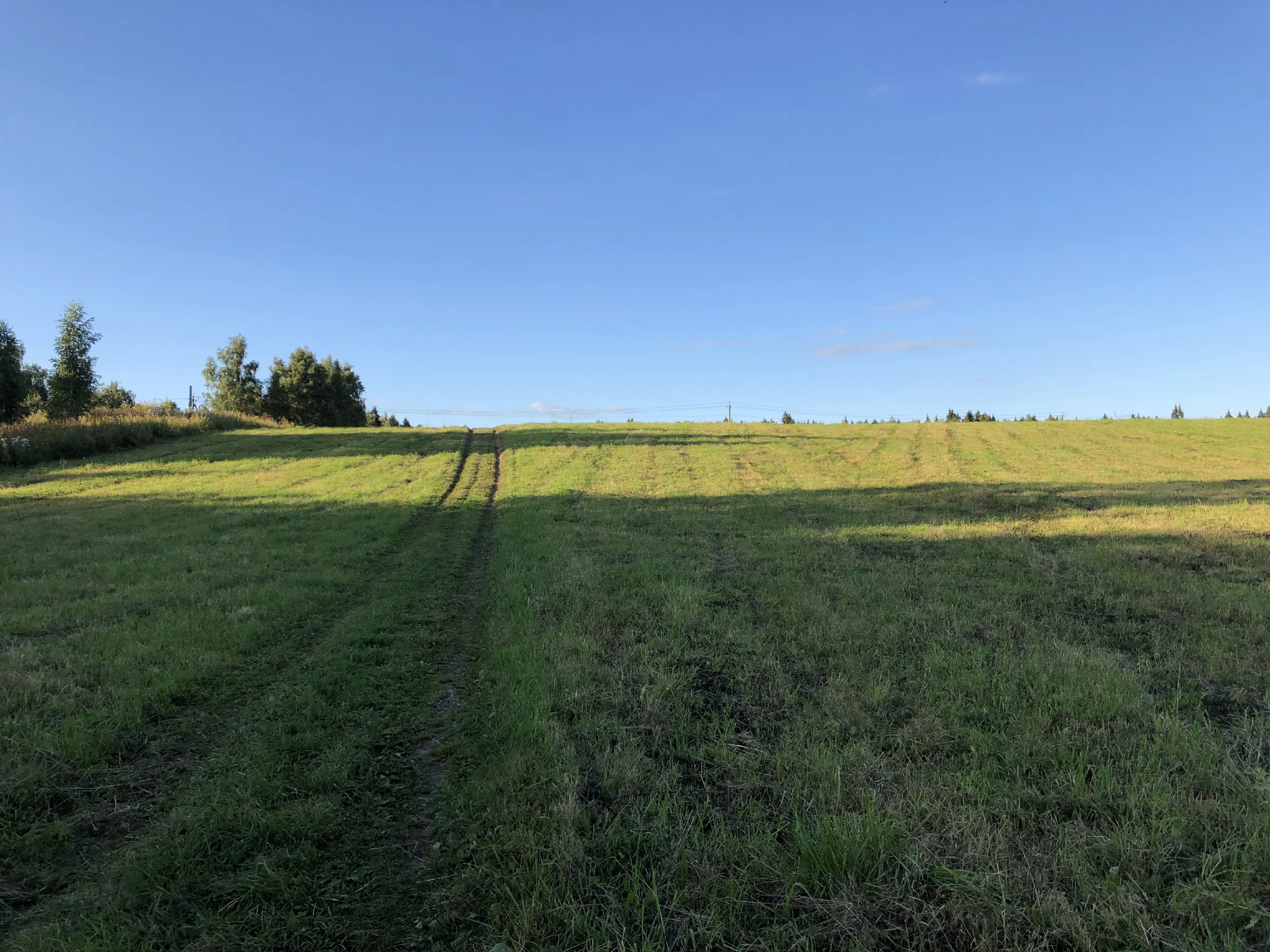 Поле у лесной опушки, фото 5