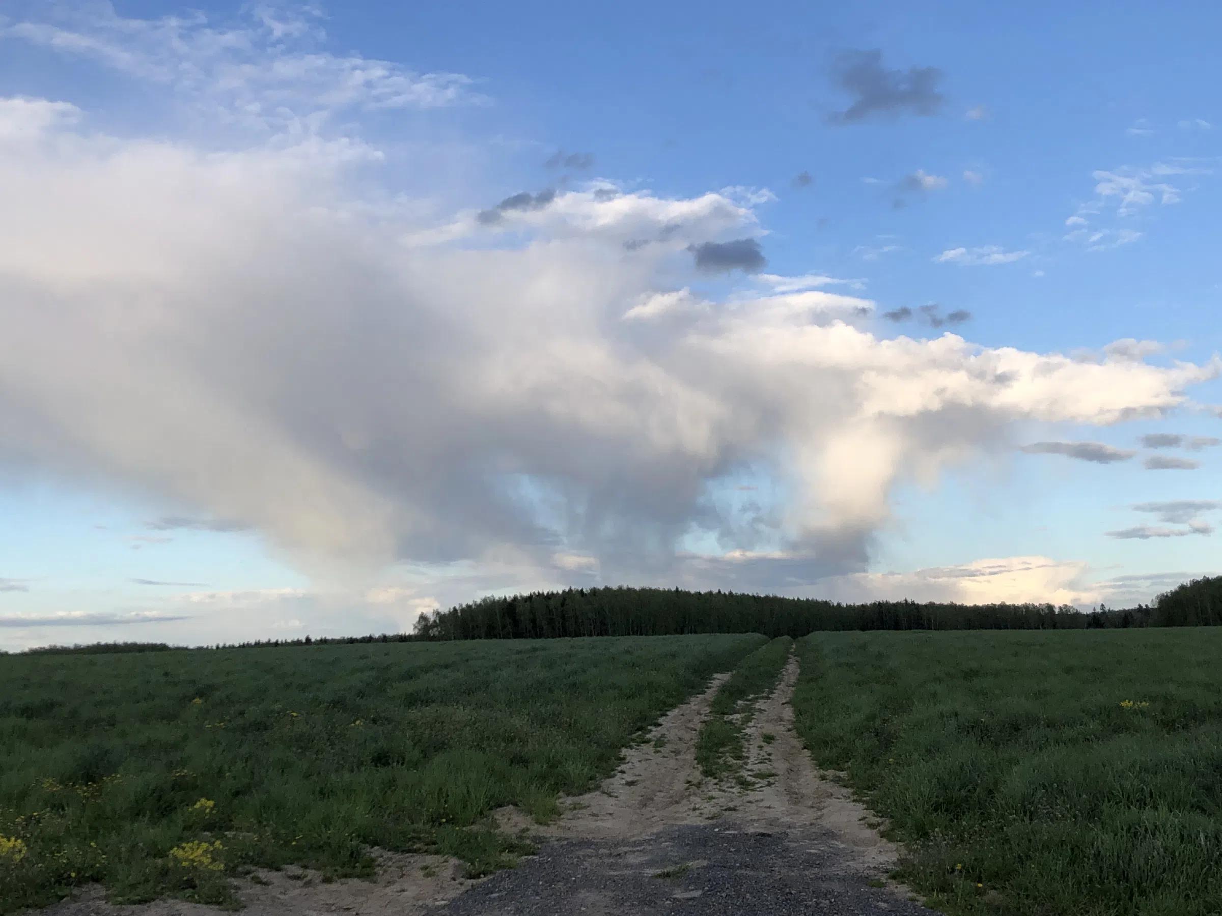 Дорога через поле, фото 12