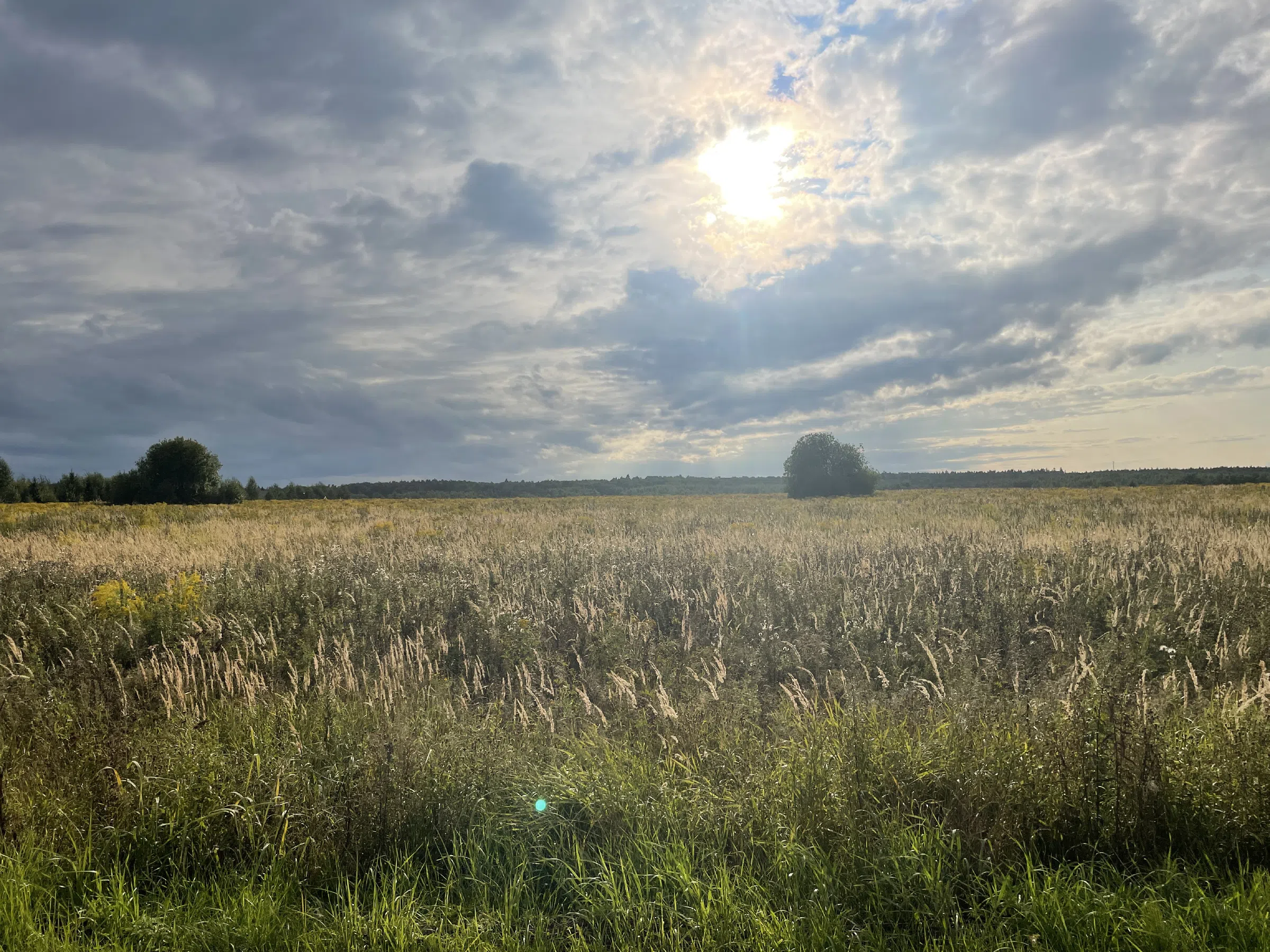 Дорога между полей, фото 1
