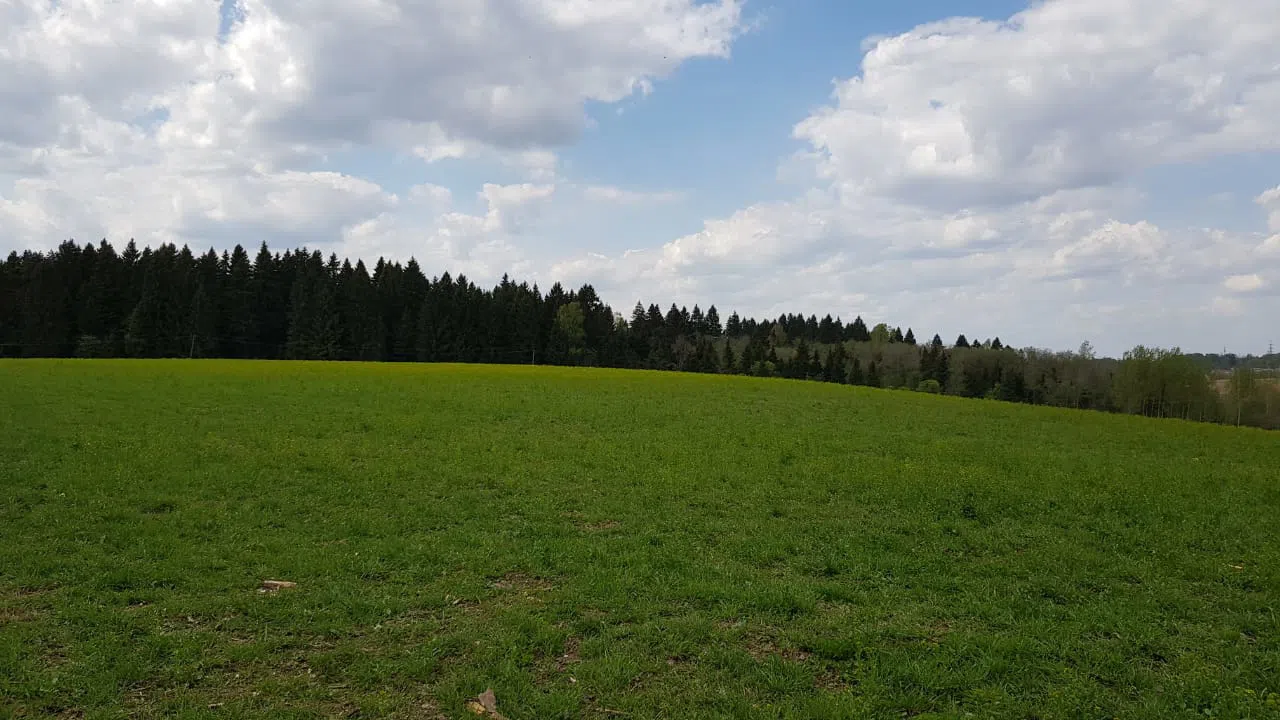 Поля и сосновый лес, фото 1