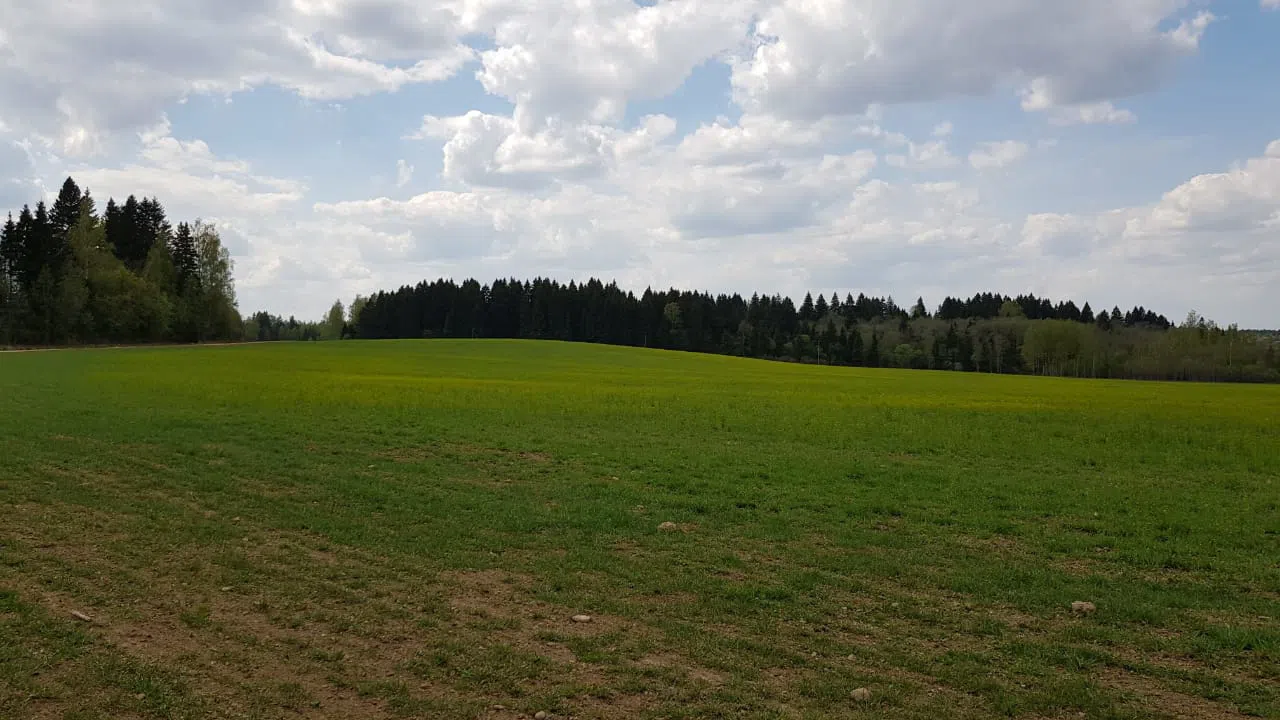 Поля и сосновый лес, фото 2