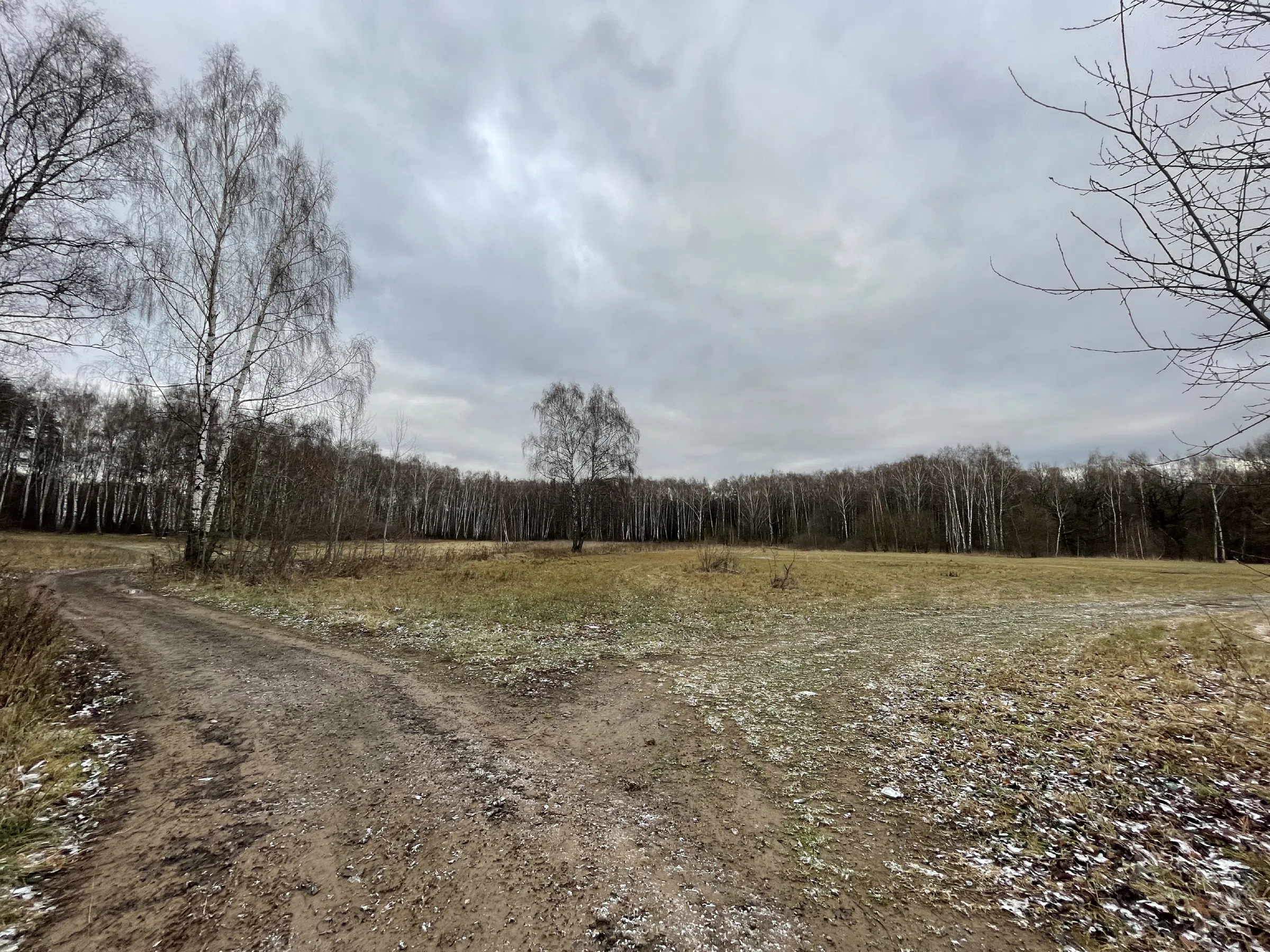 Поляна с лесом и тропой, фото 2