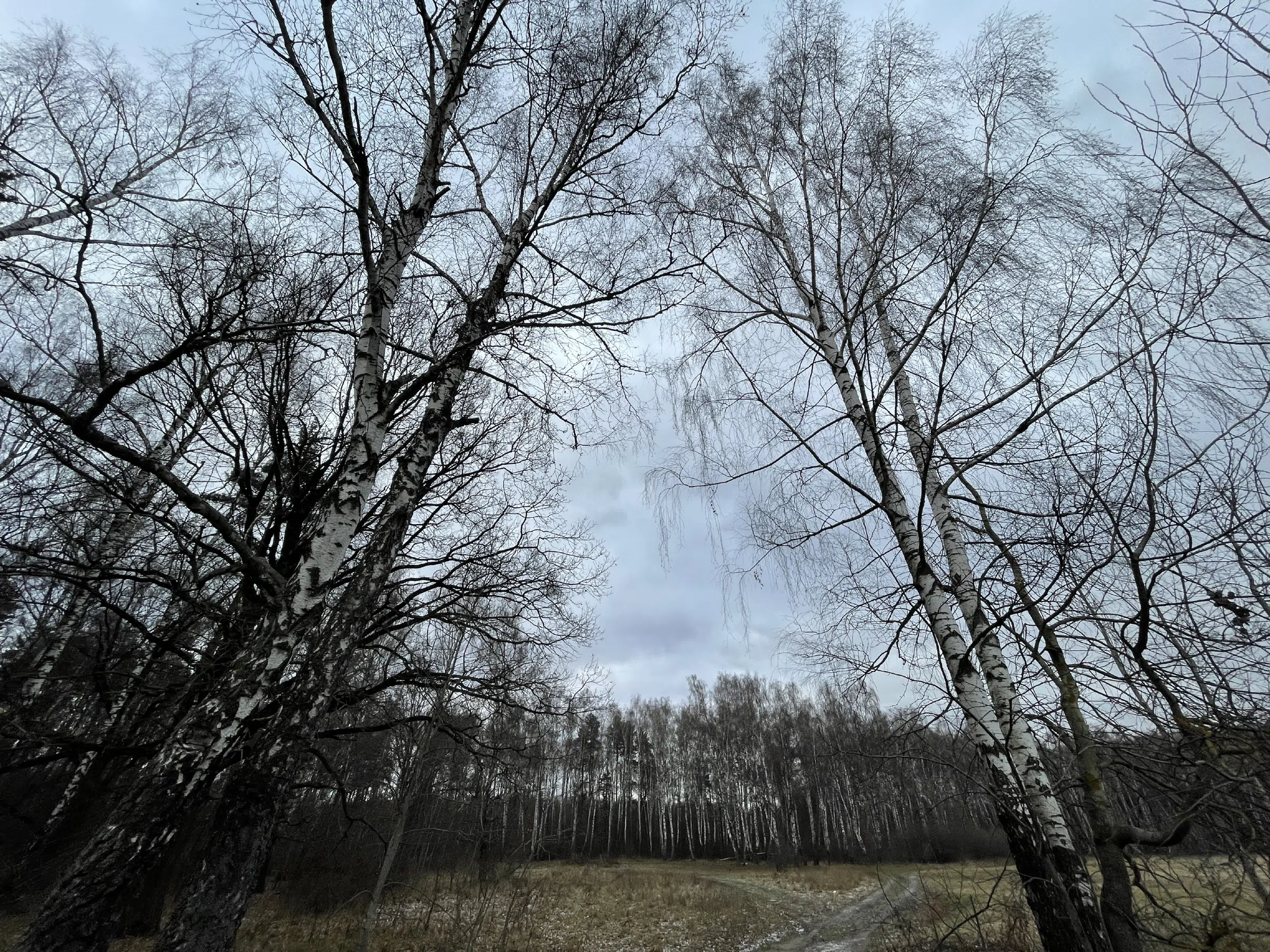 Поляна с лесом и тропой, фото 6