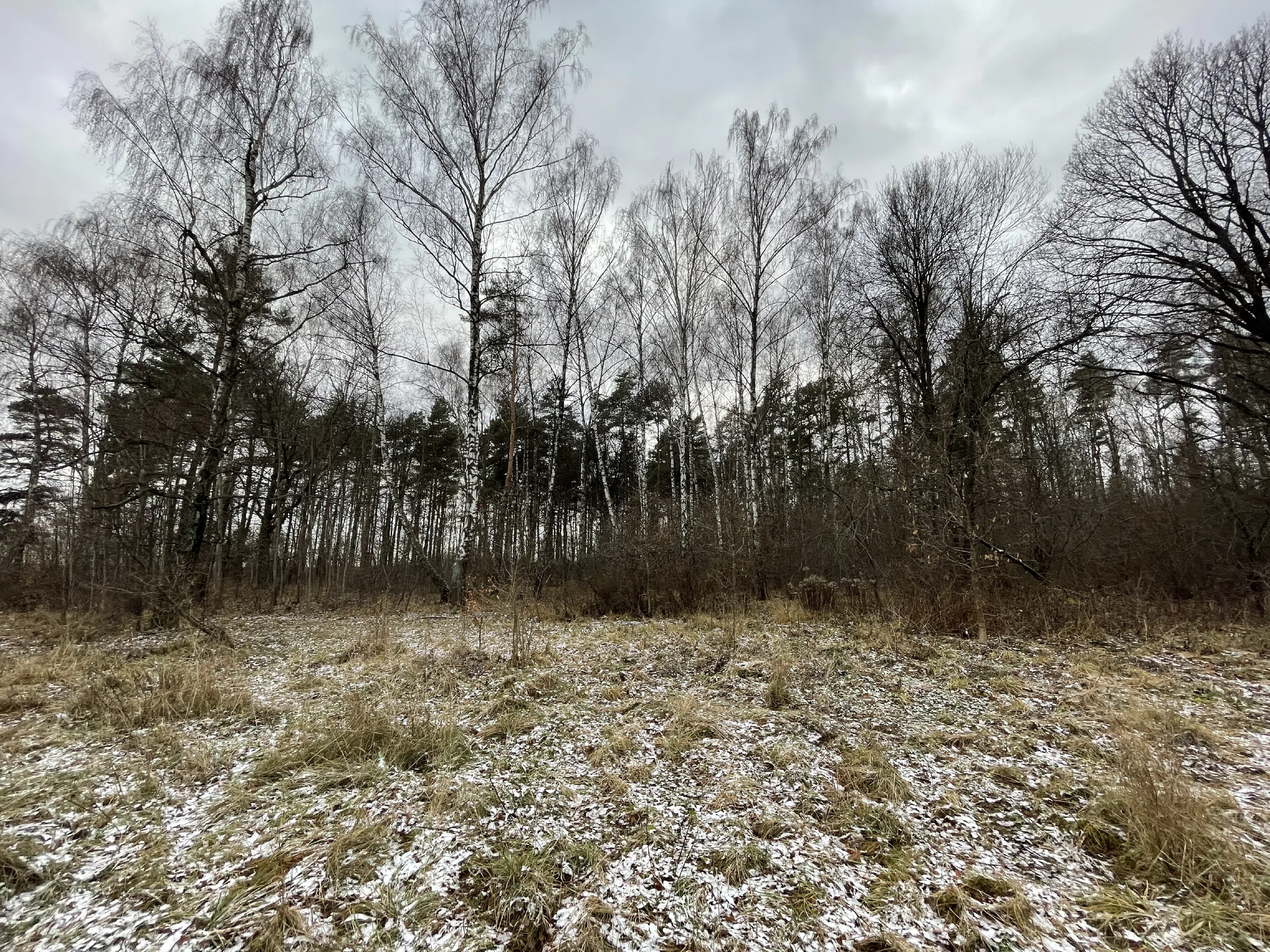 Поляна с лесом и тропой, фото 11