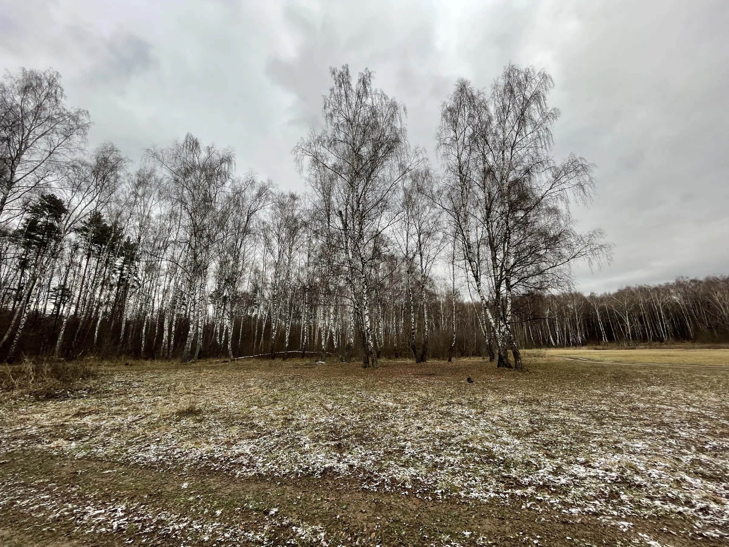 Поляна с лесом и тропой, фото 14