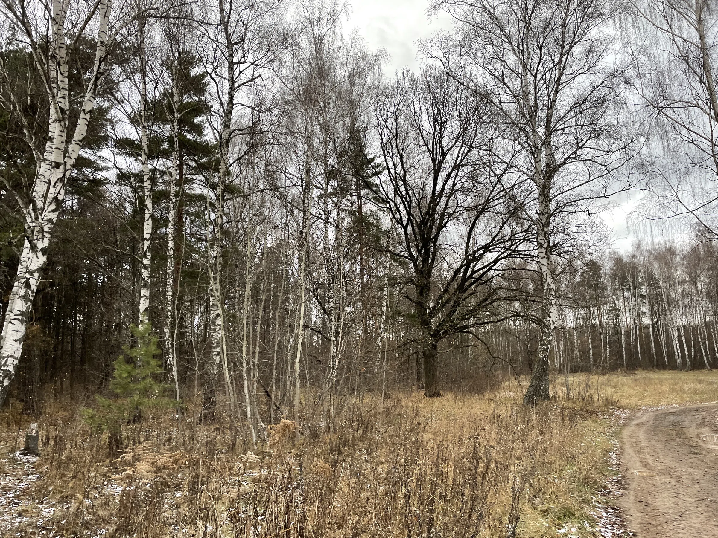 Поляна с лесом и тропой, фото 3