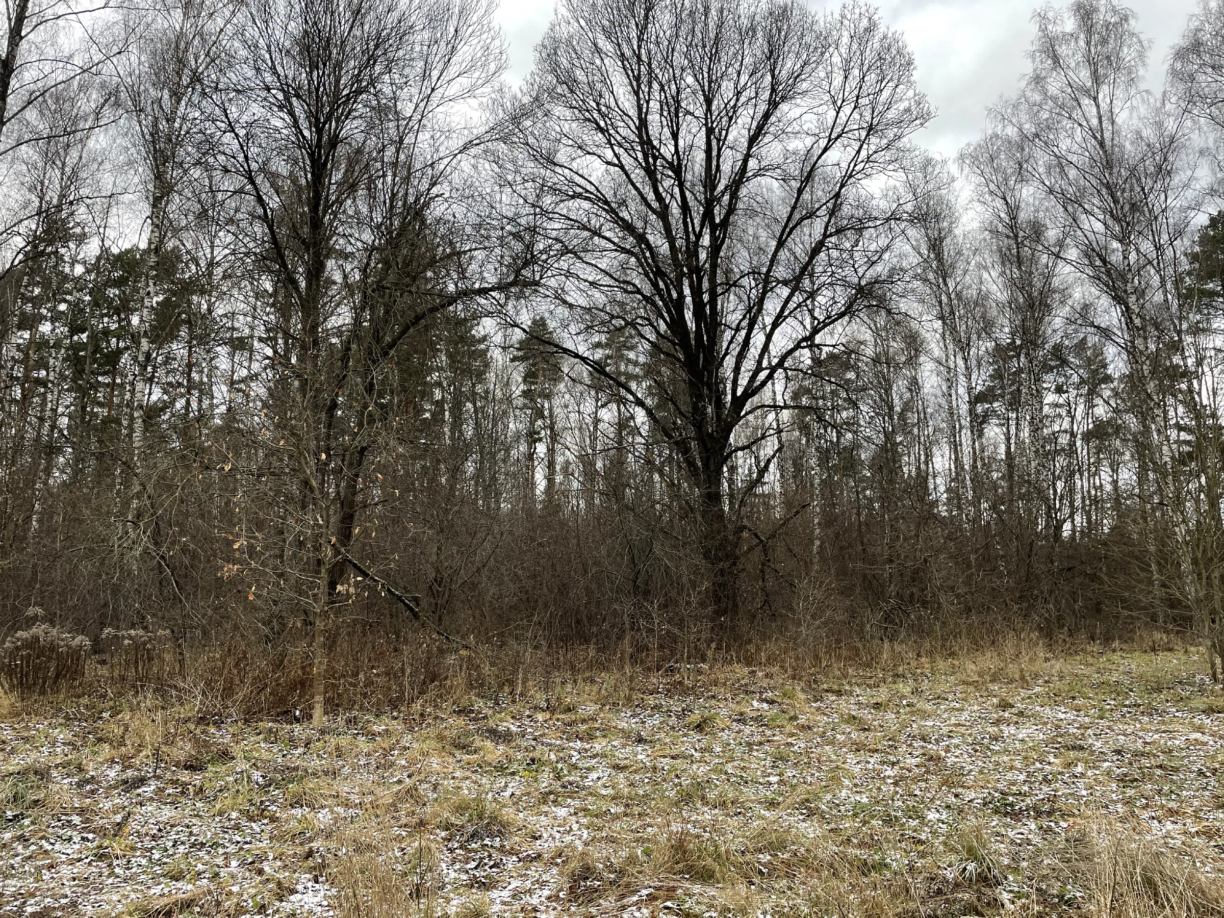Поляна с лесом и тропой, фото 16