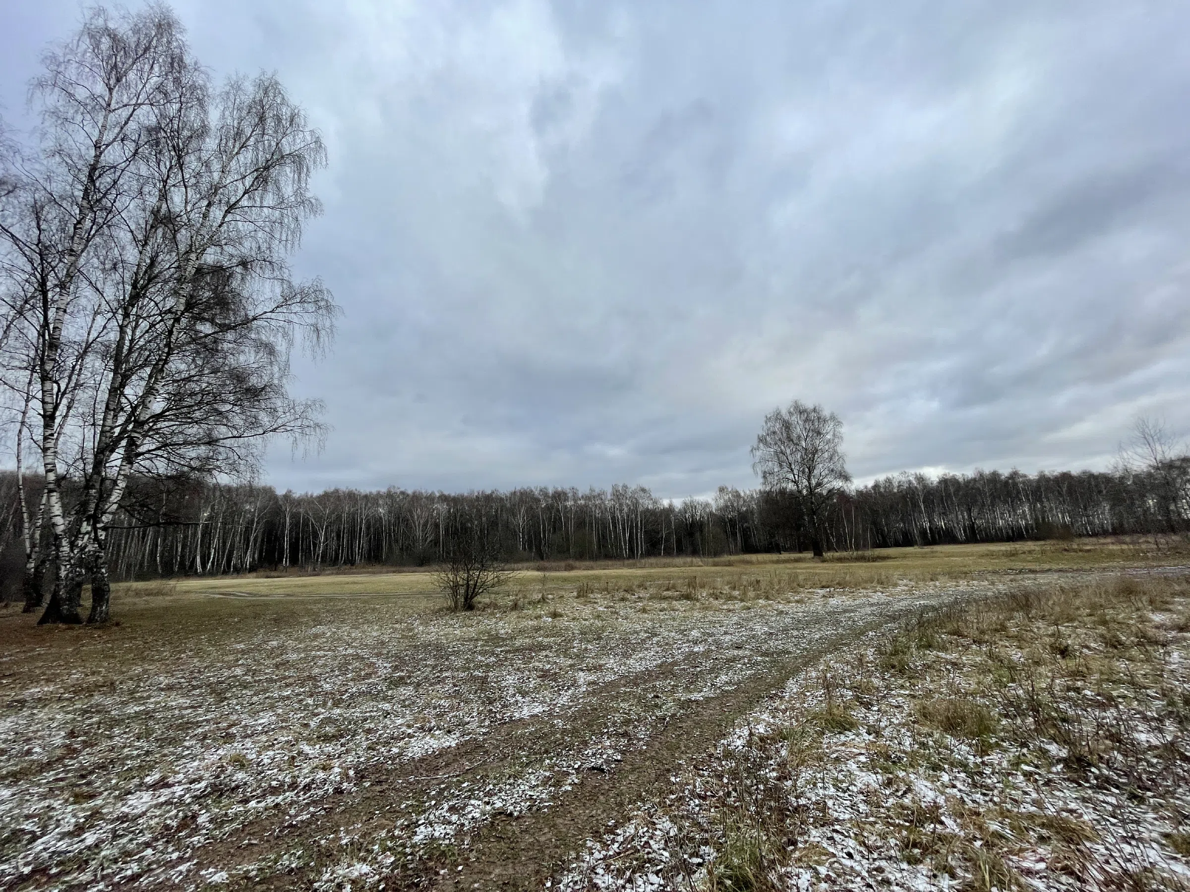 Поляна с лесом и тропой, фото 13