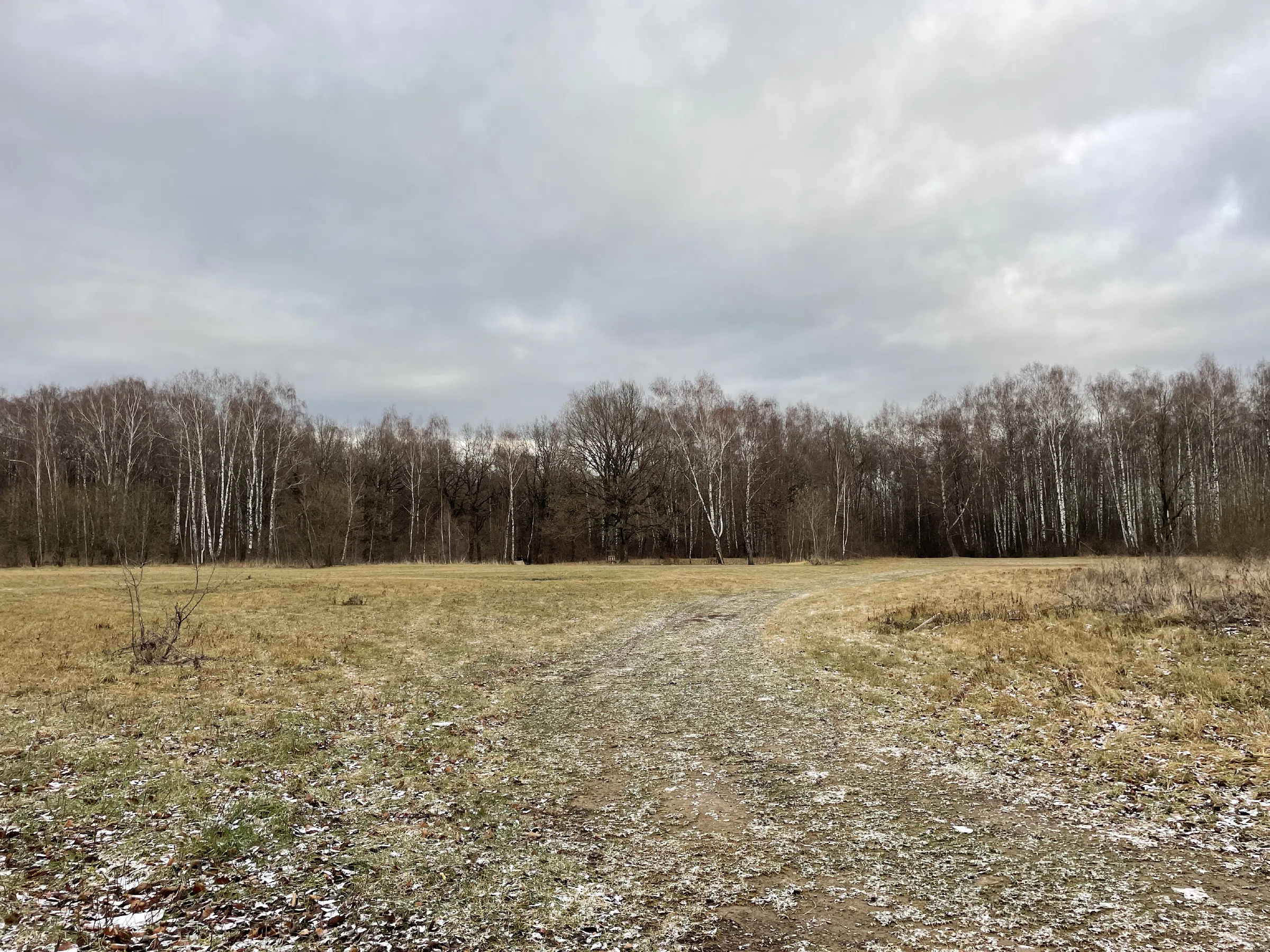 Поляна с лесом и тропой, фото 4