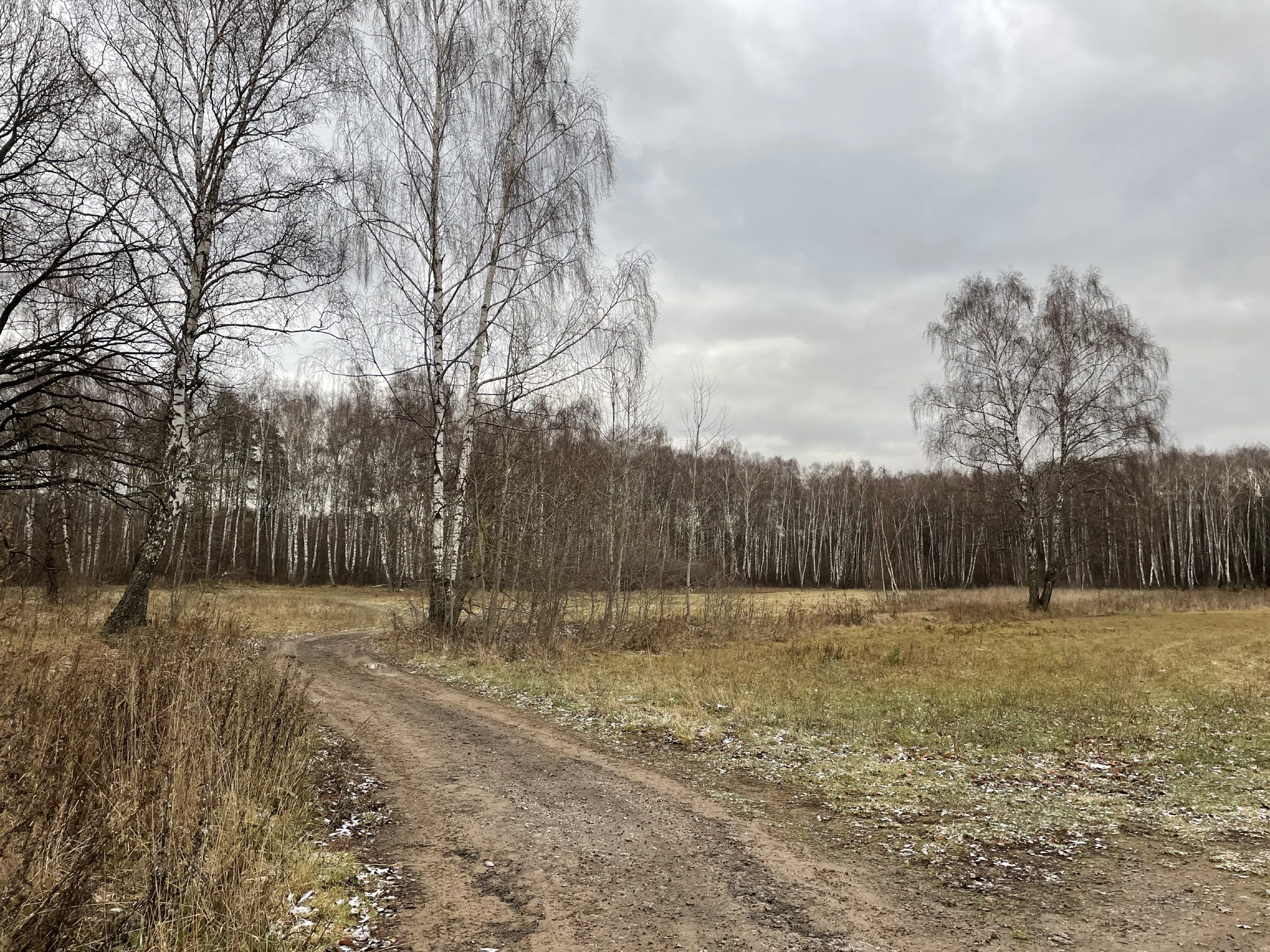 Поляна с лесом и тропой, фото 1