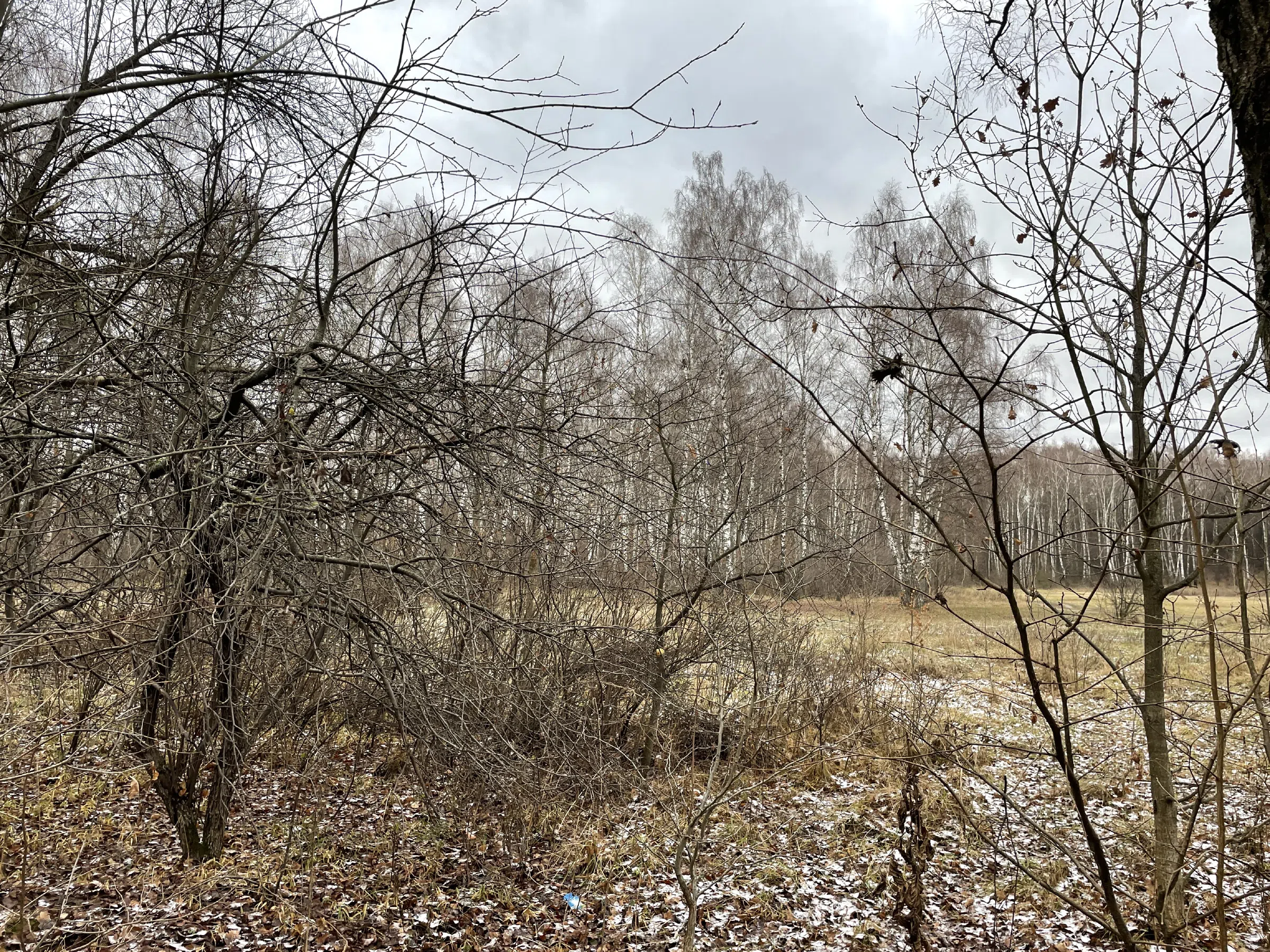 Поляна с лесом и тропой, фото 9