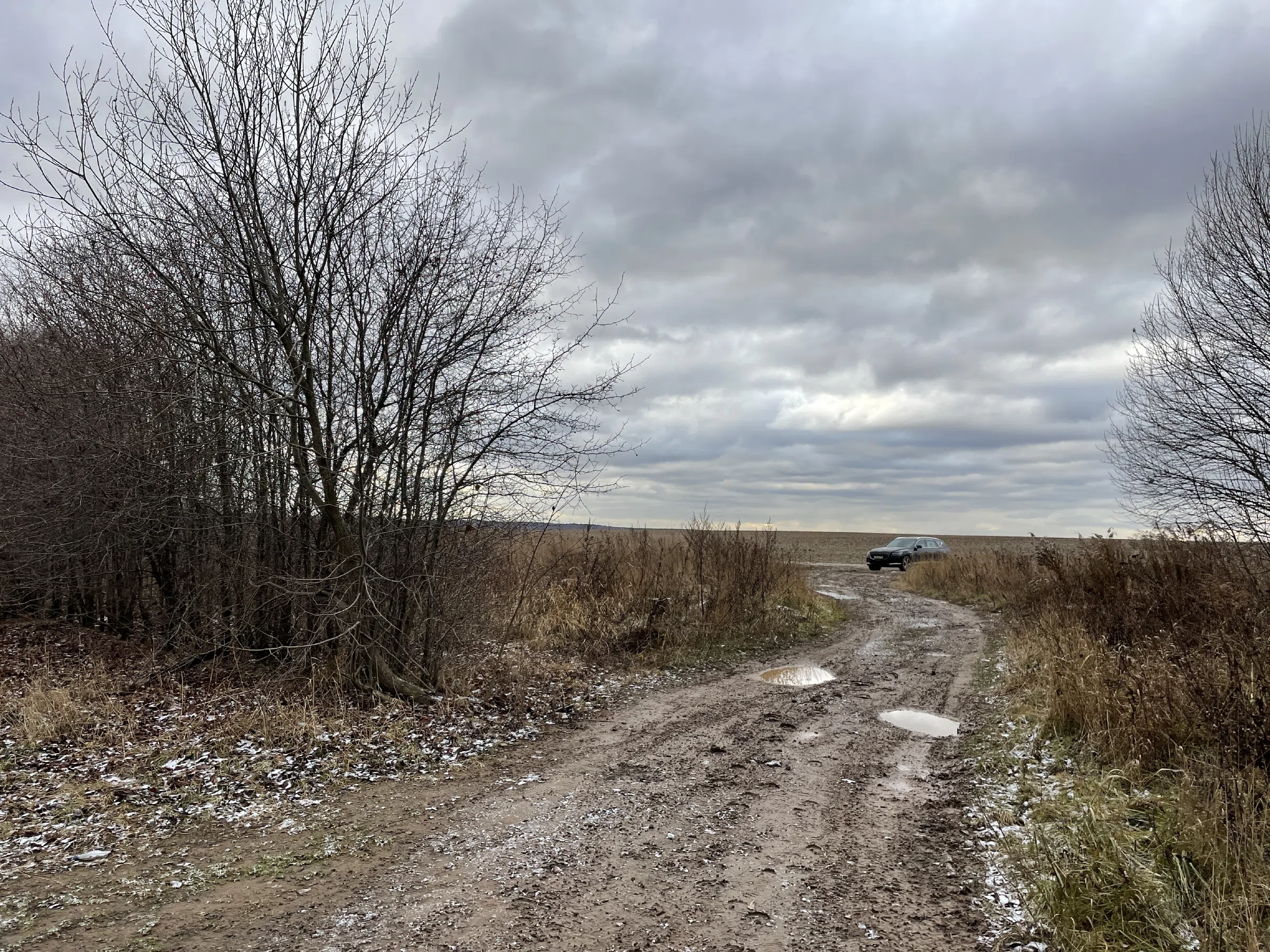 Поляна с лесом и тропой, фото 5