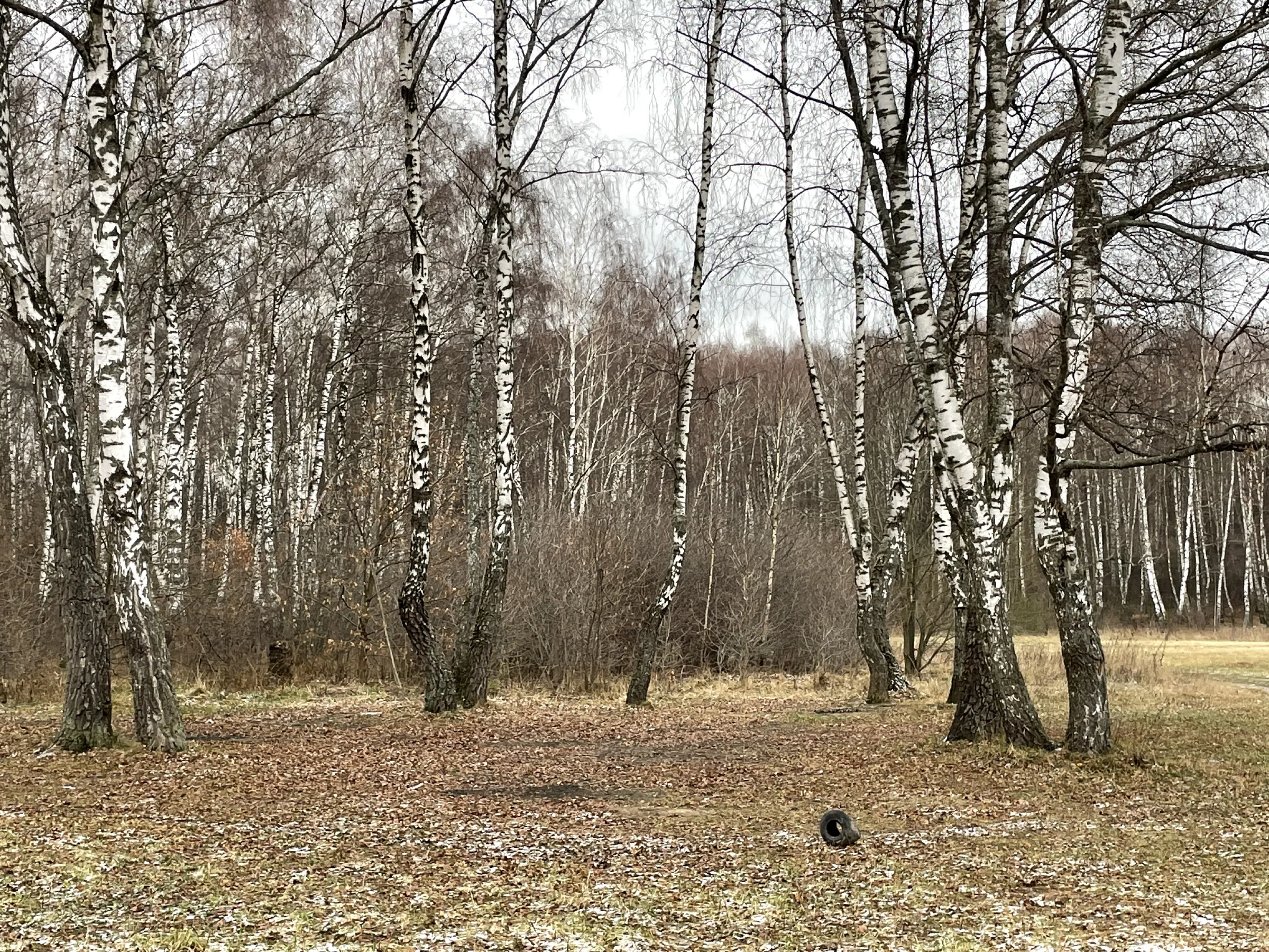 Поляна с лесом и тропой, фото 17