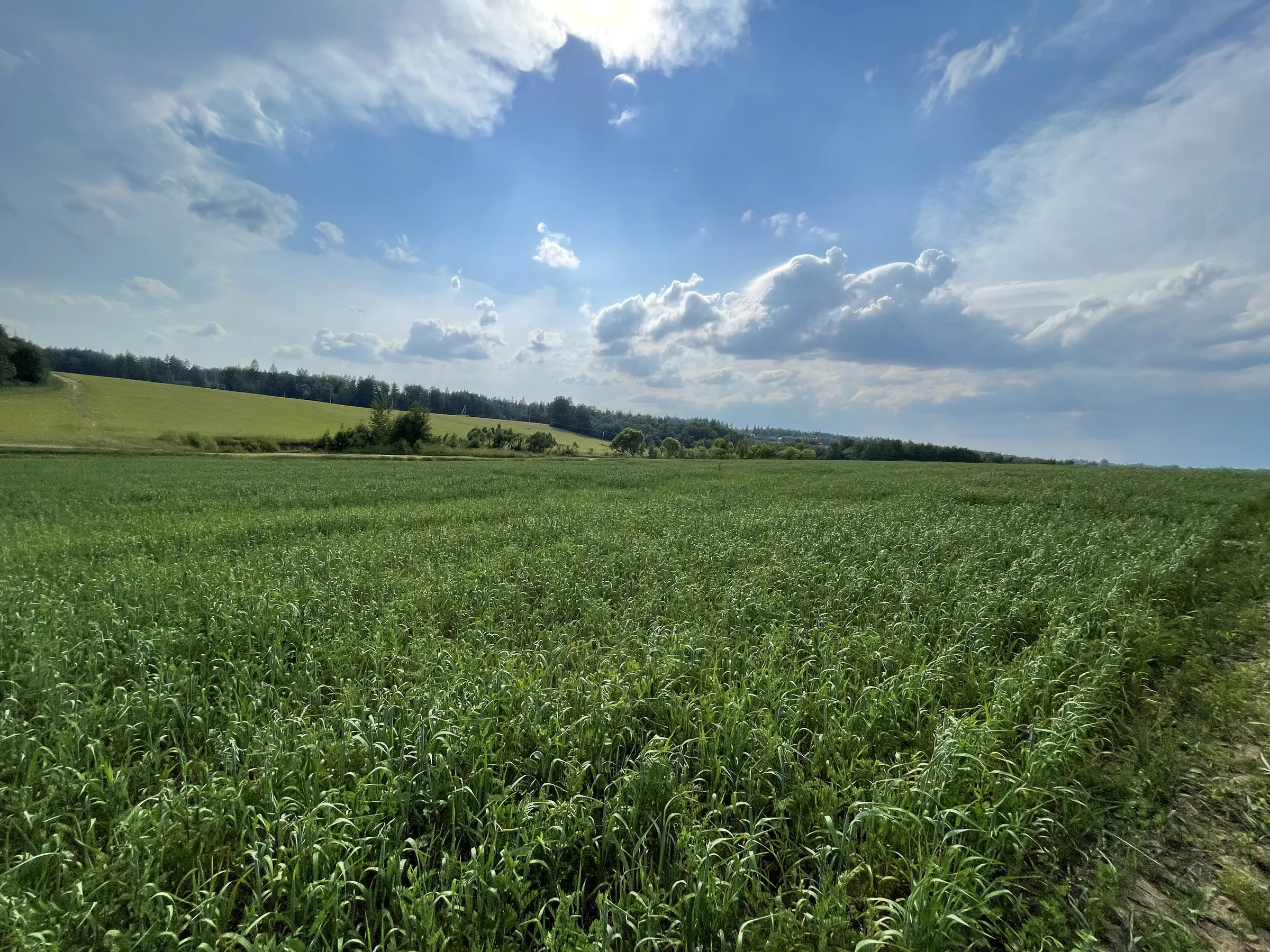 Поле с часовней и дорогой, фото 21
