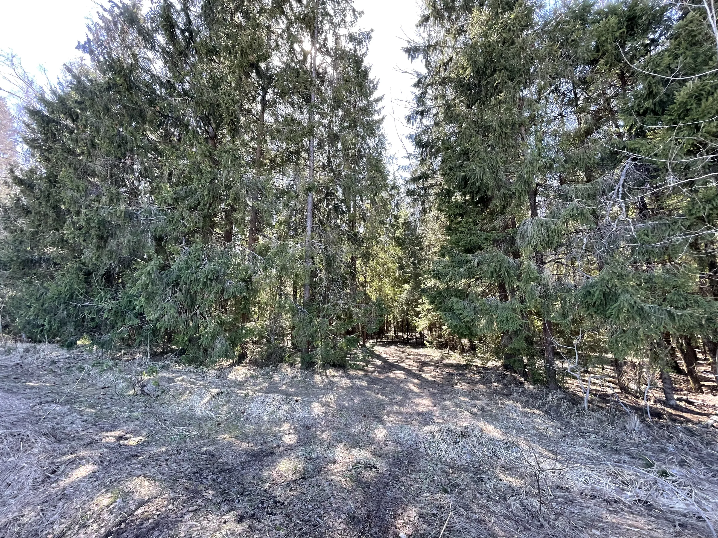 Поле с карьером и лесом, фото 10