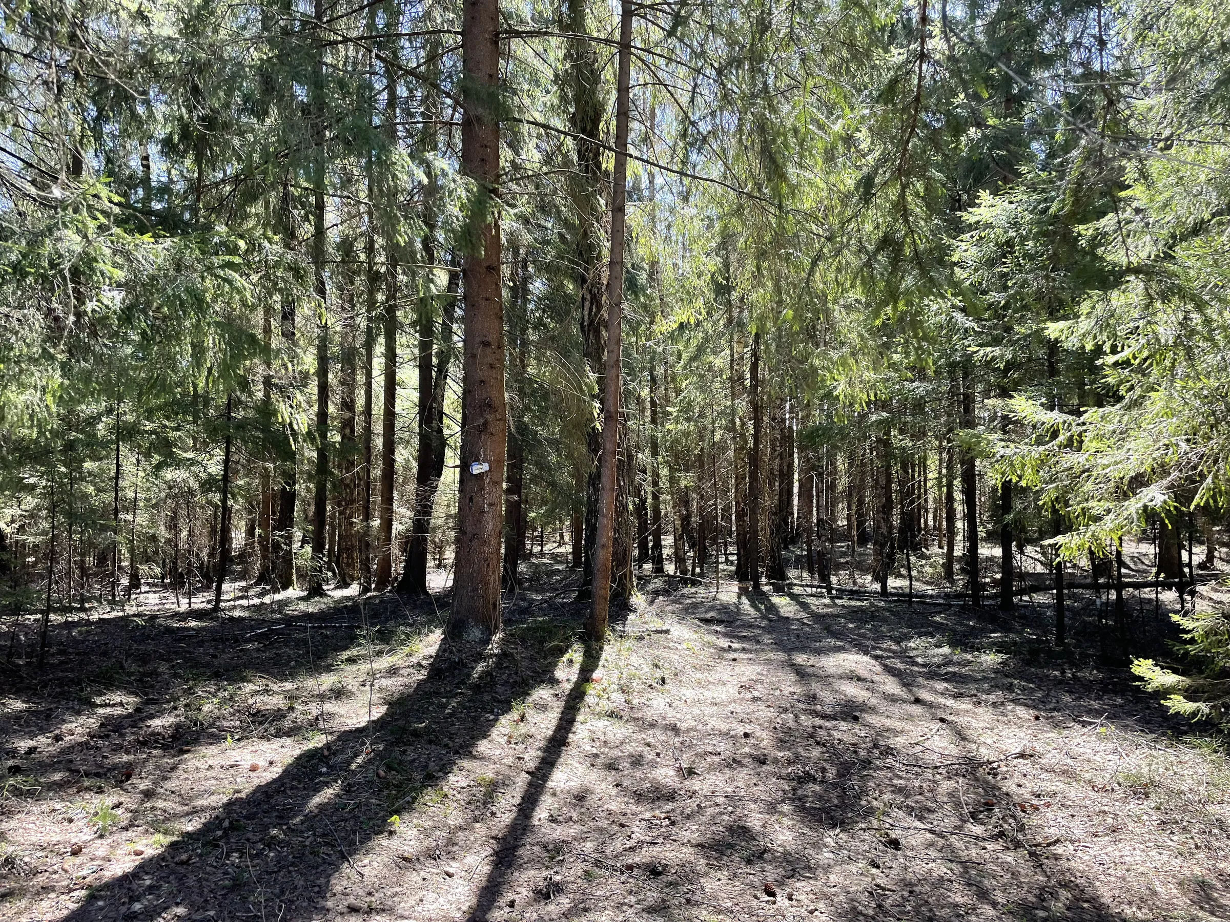 Поле с карьером и лесом, фото 12
