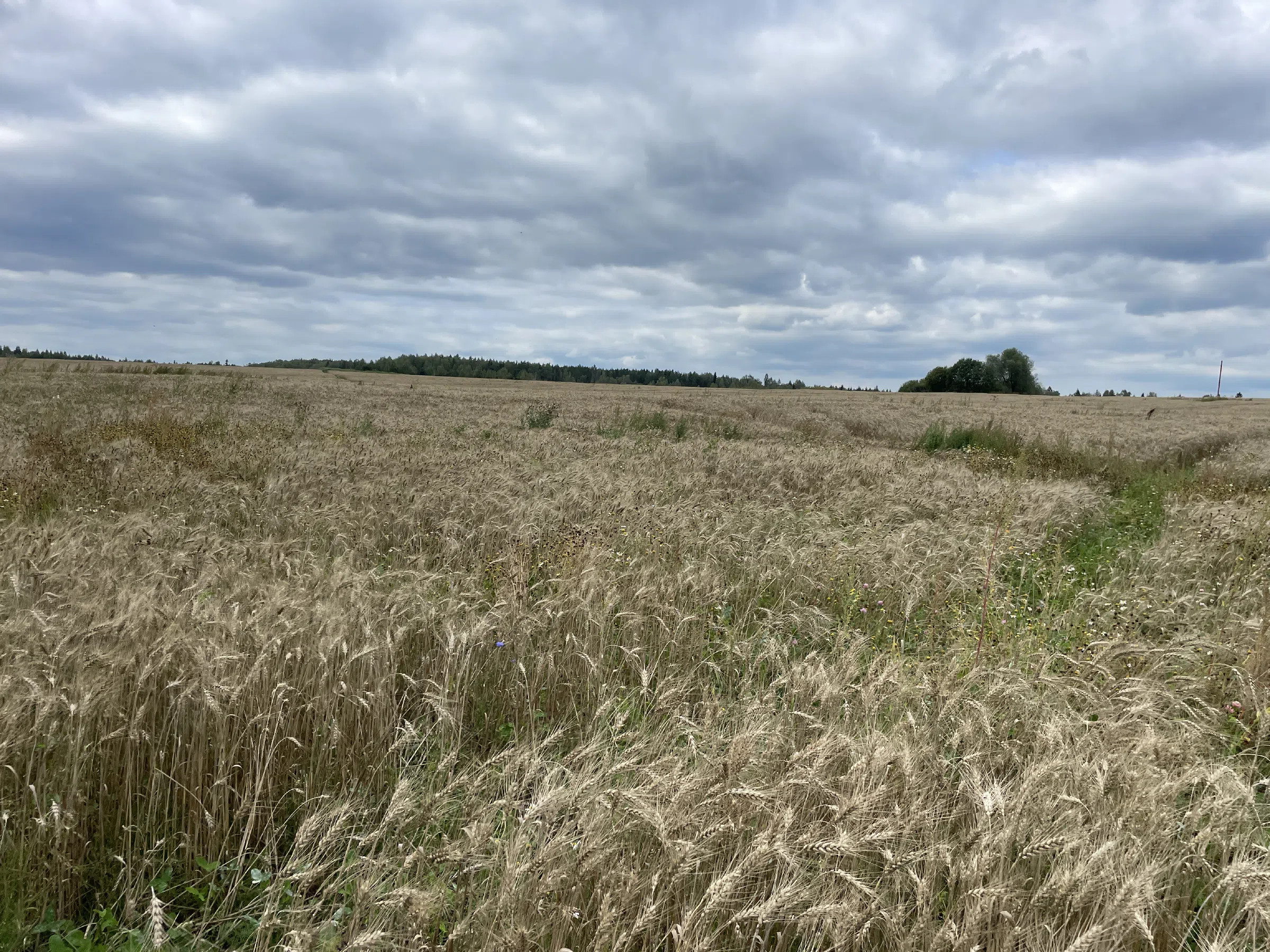 Полевая дорога, фото 6