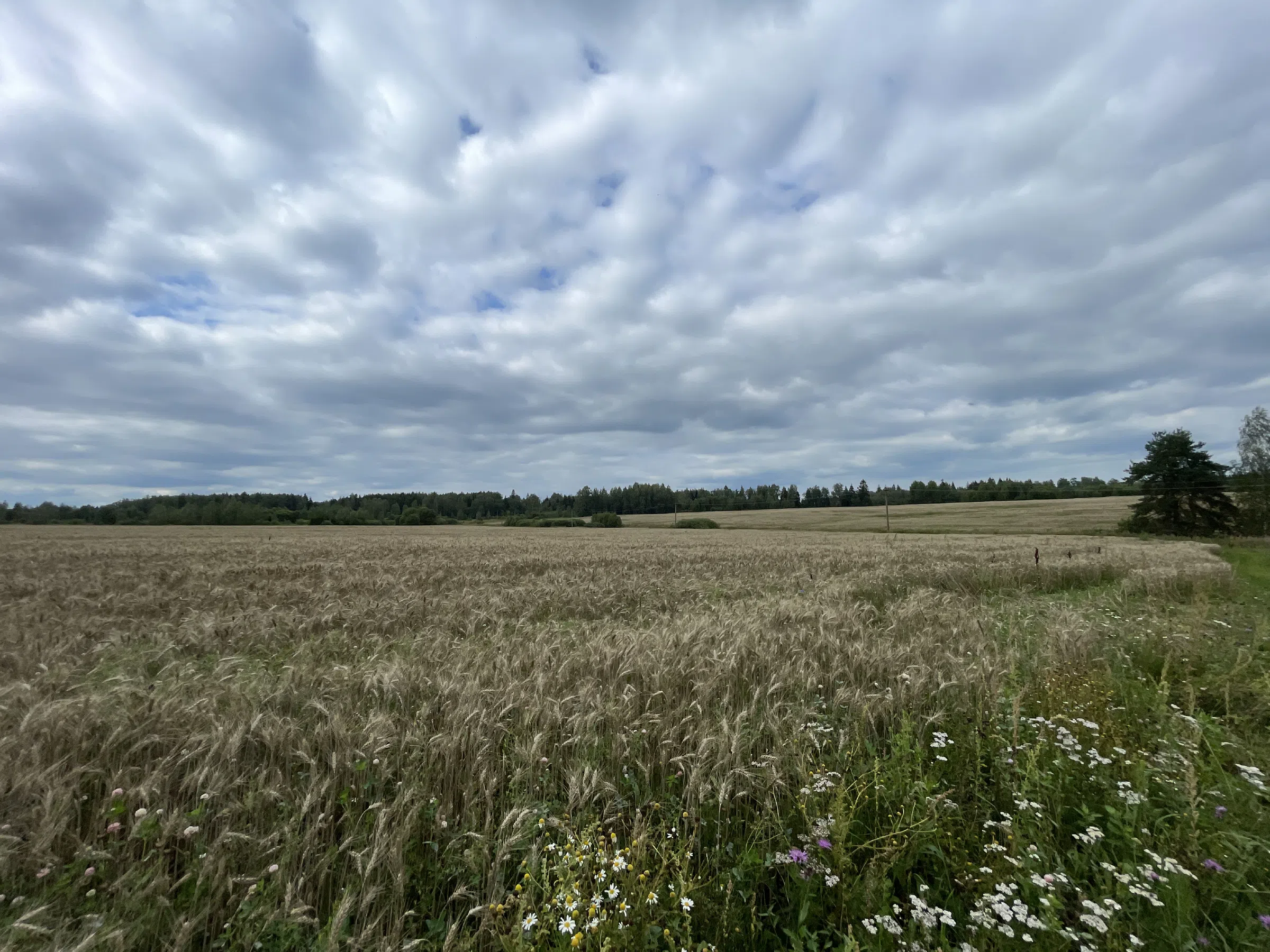 Полевая дорога, фото 23