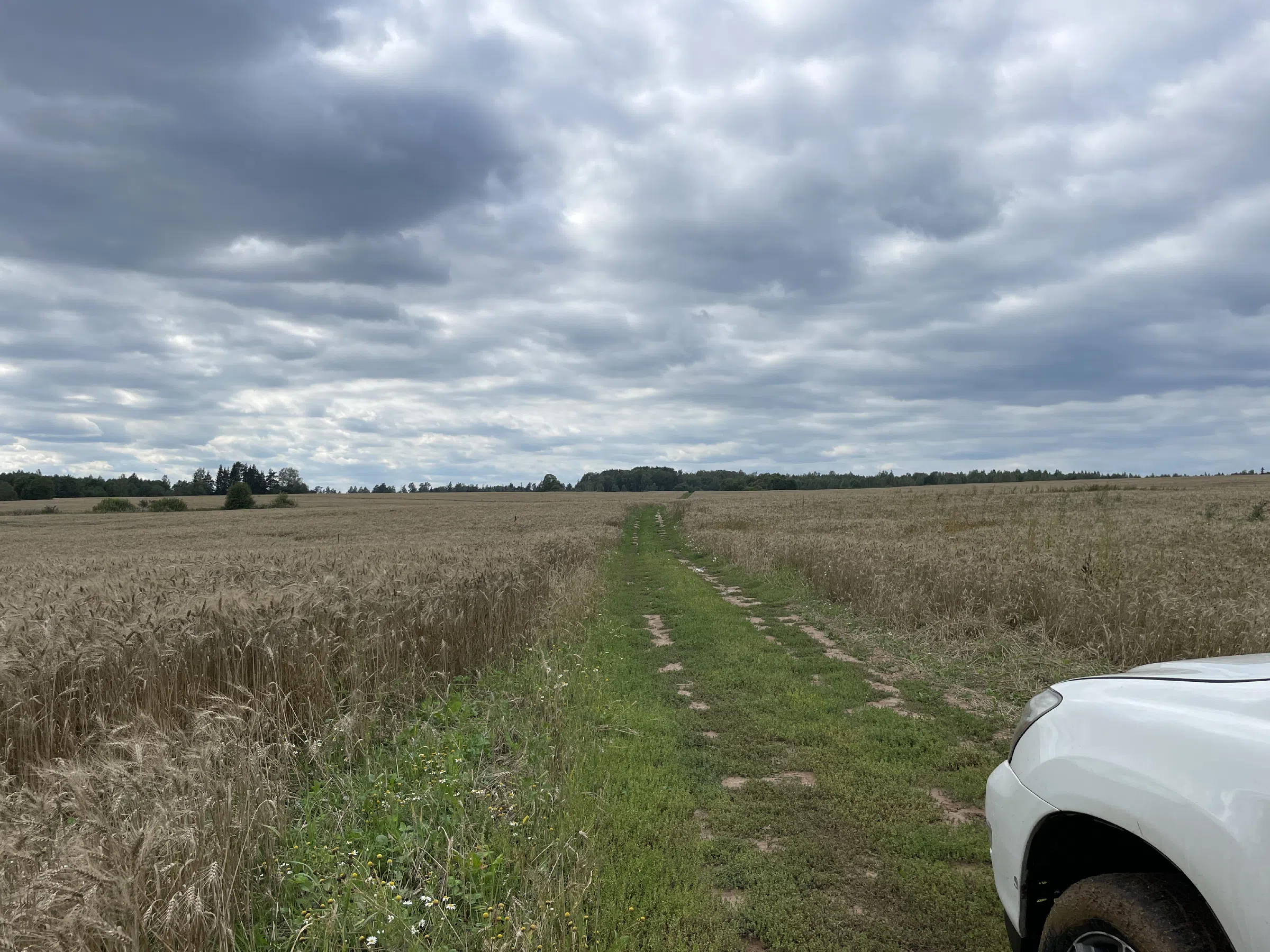 Полевая дорога, фото 1