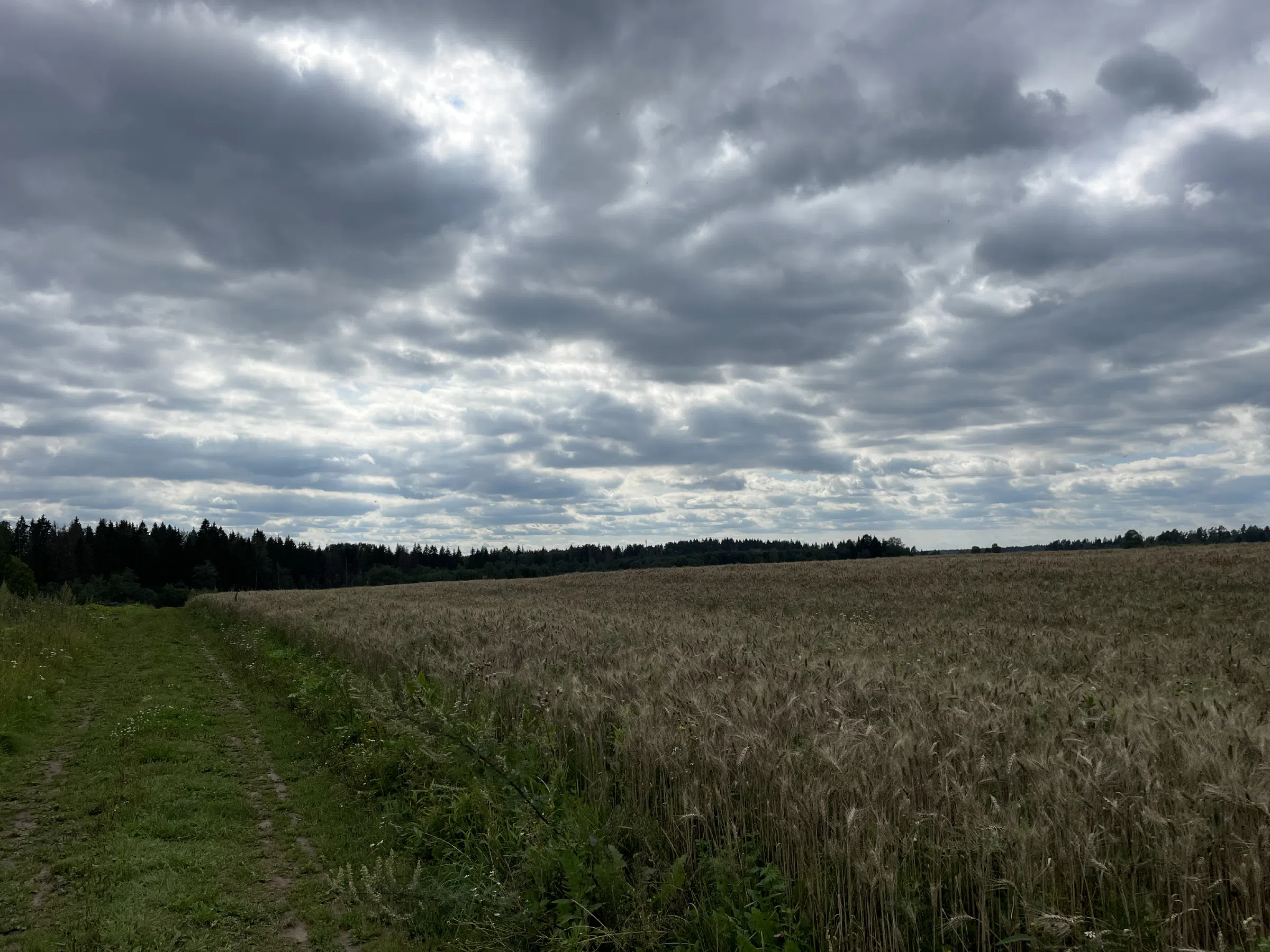 Полевая дорога, фото 18