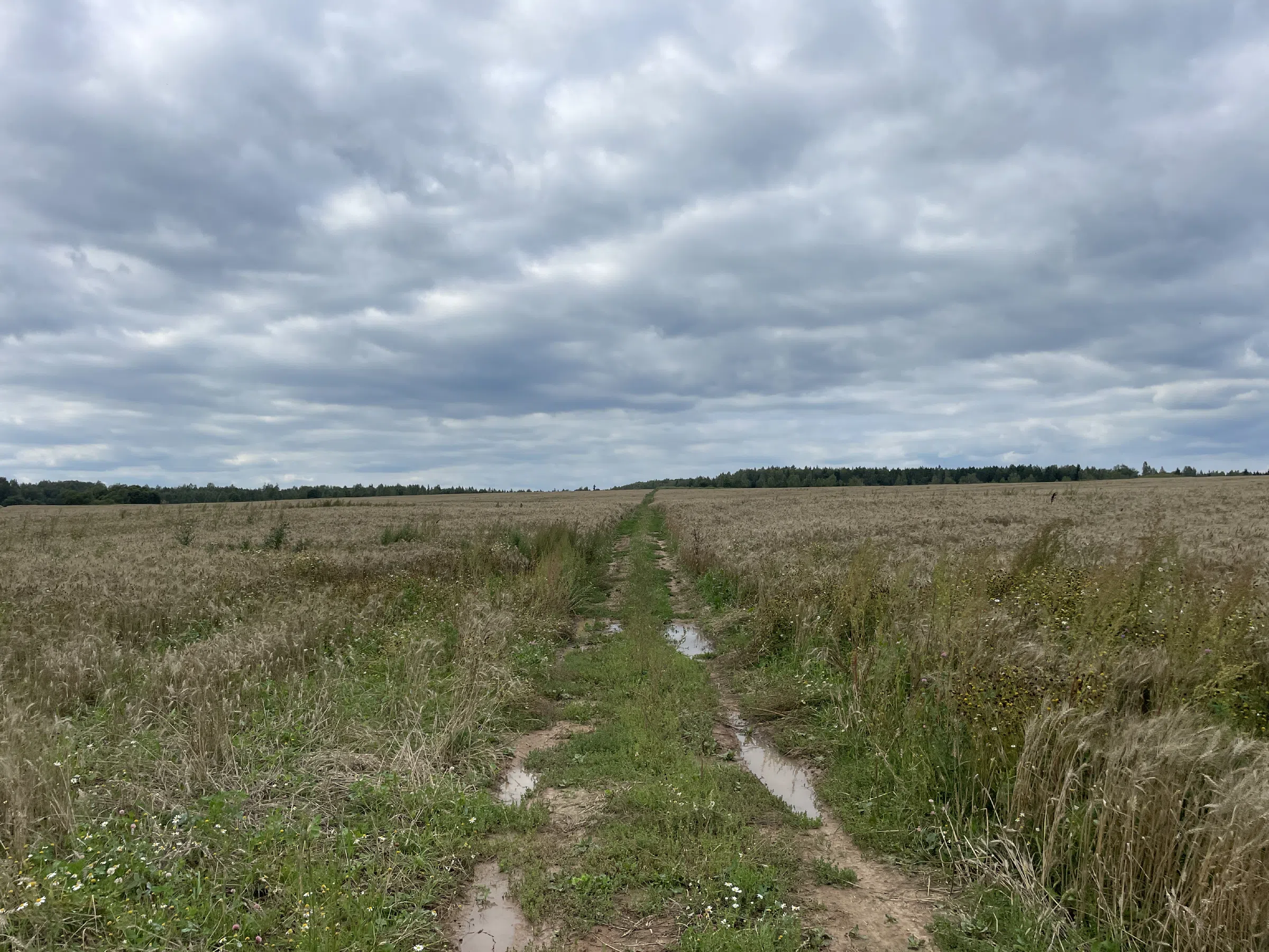 Полевая дорога, фото 8