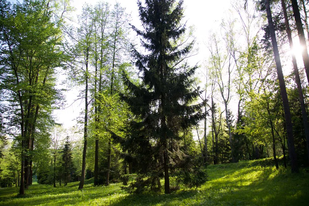 Парк у пруда с мельницей, фото 20