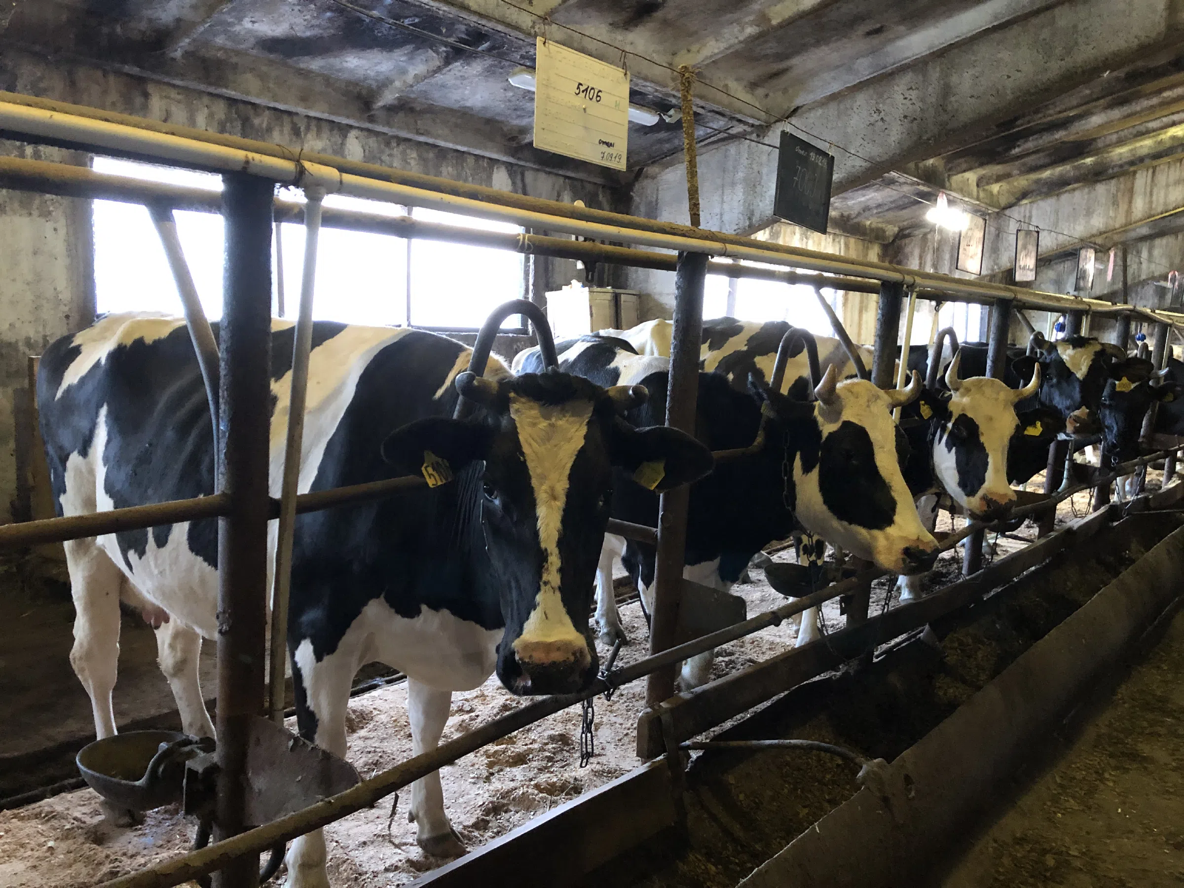 Ферма крупного рогатого скота, фото 7