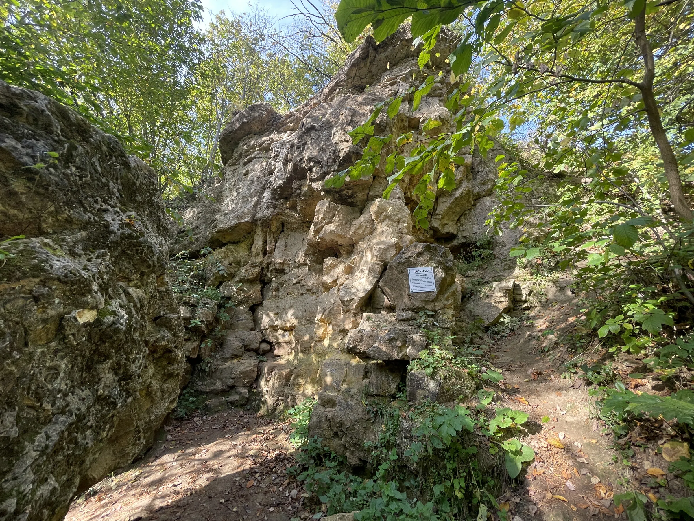 Лес у озера со скалами, фото 4