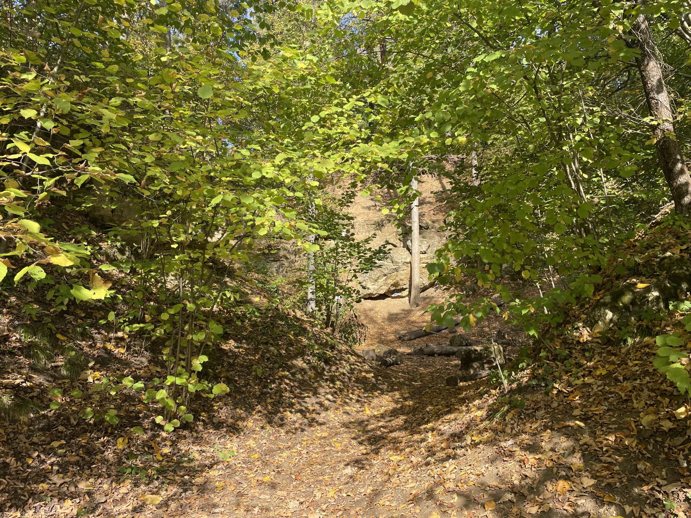 Лес у озера со скалами, фото 16