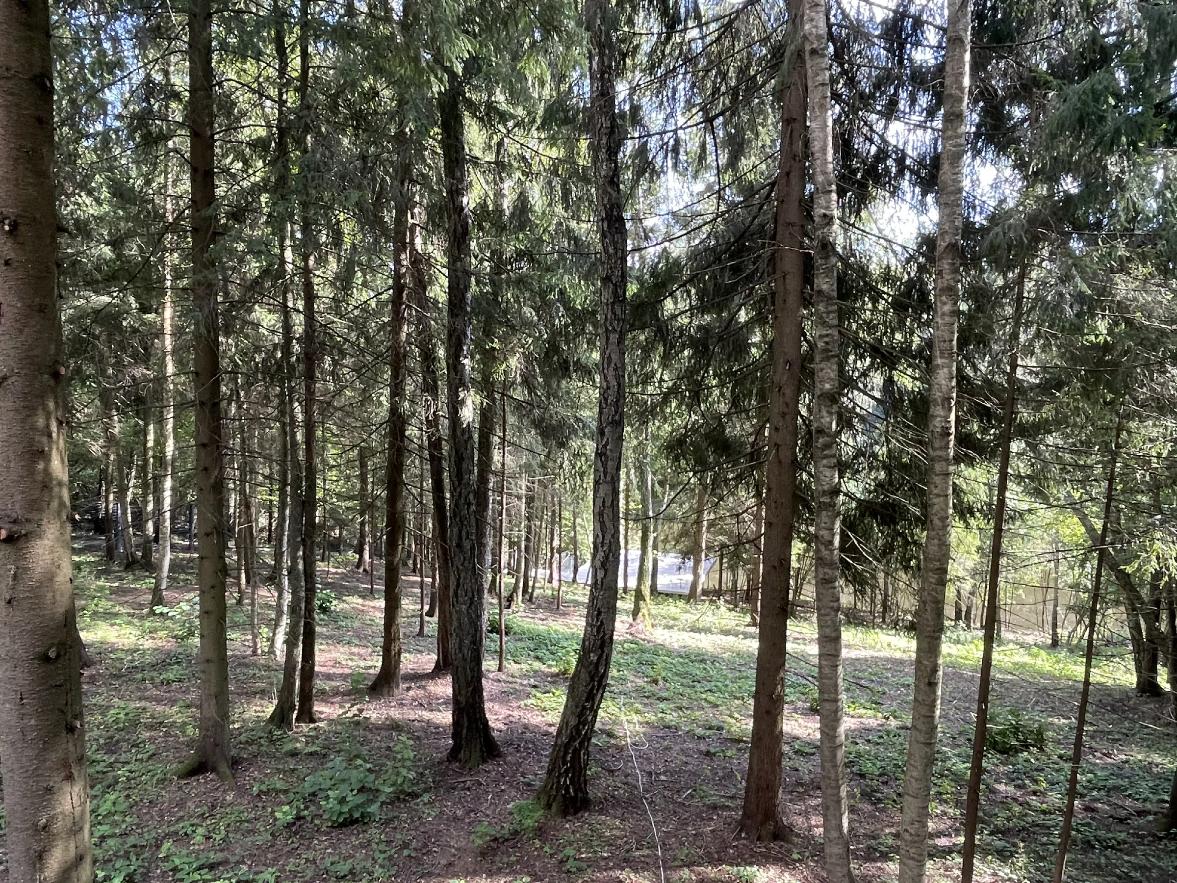 Загородный дом-дача посреди леса, фото 12
