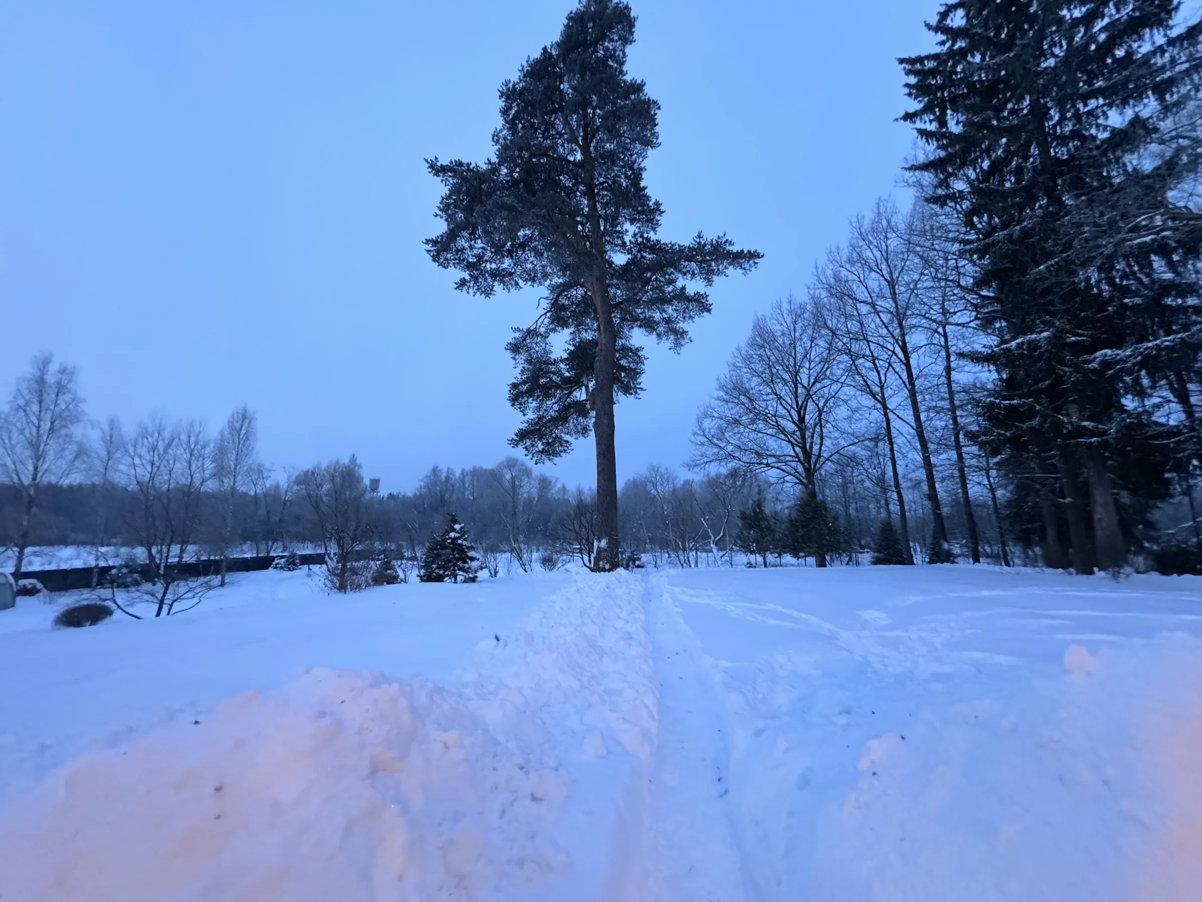 Холодный лес, тёплый дом, фото 3