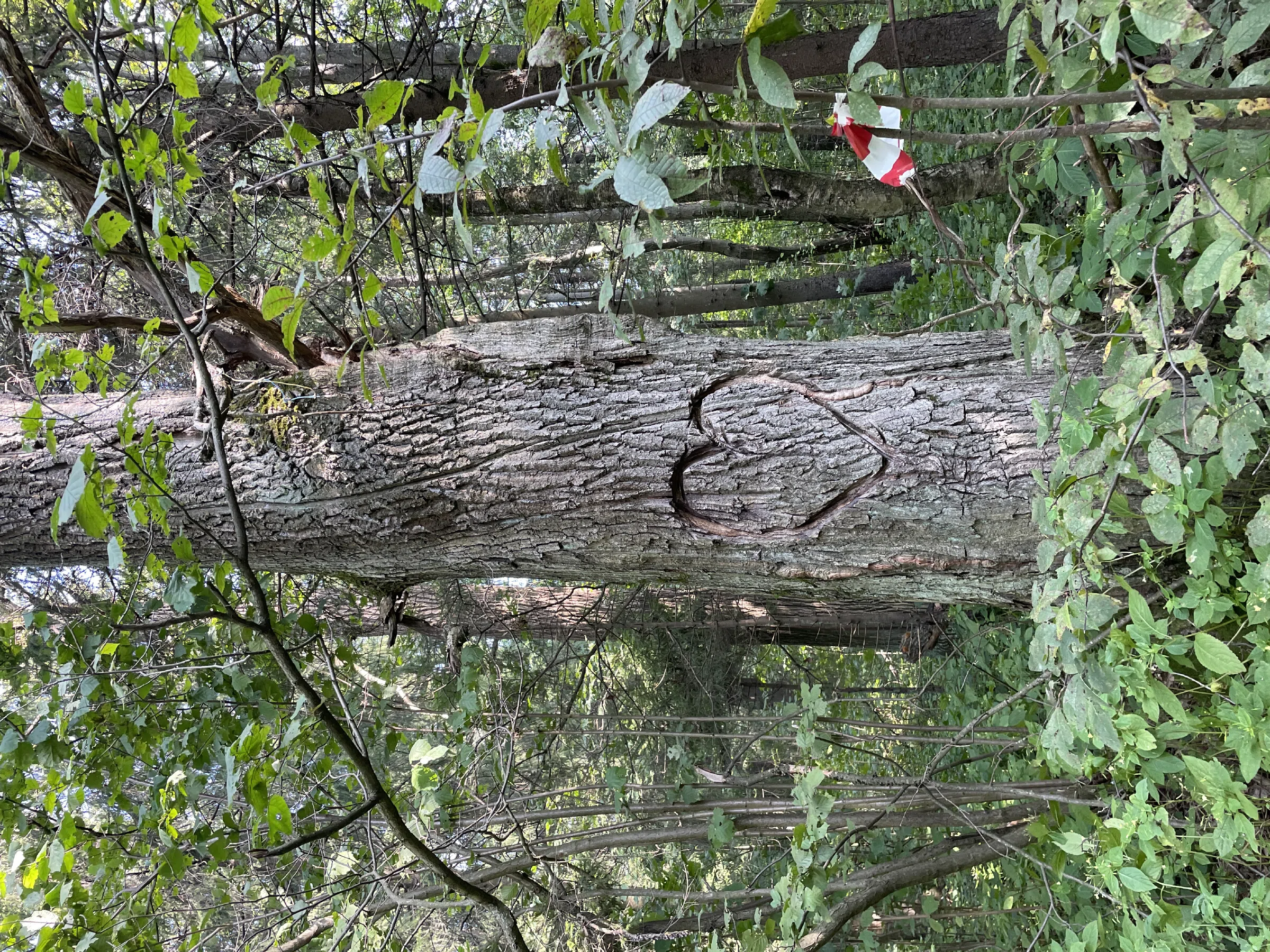 Поле с трактором, фото 17