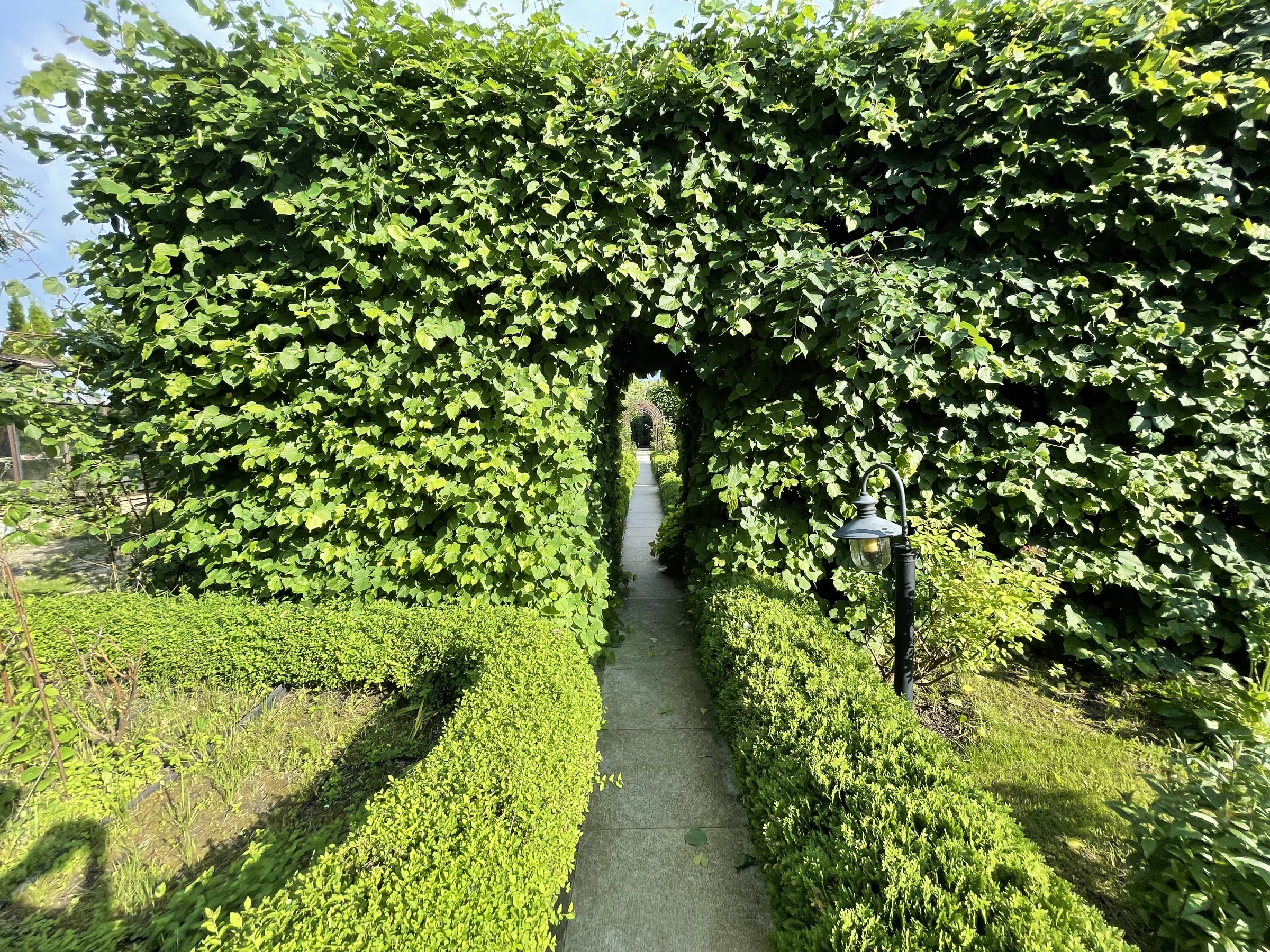 Зеленый лабиринт классика, фото 12