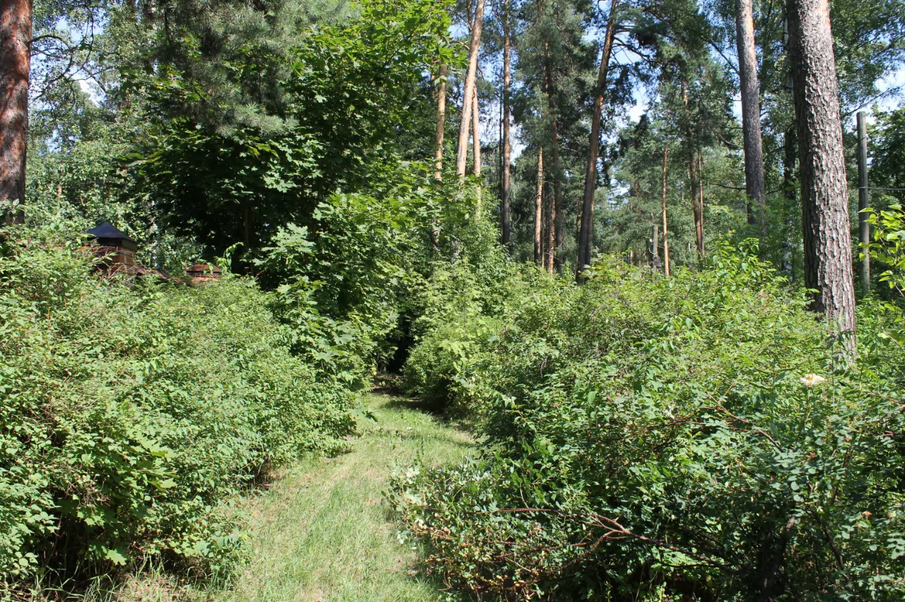 Резная дача в чаще, фото 12